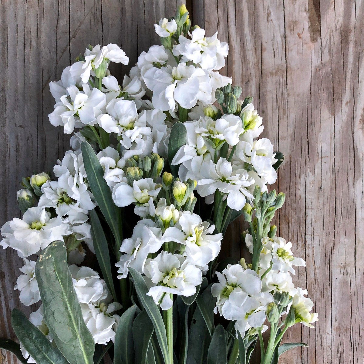 817 - White Stock