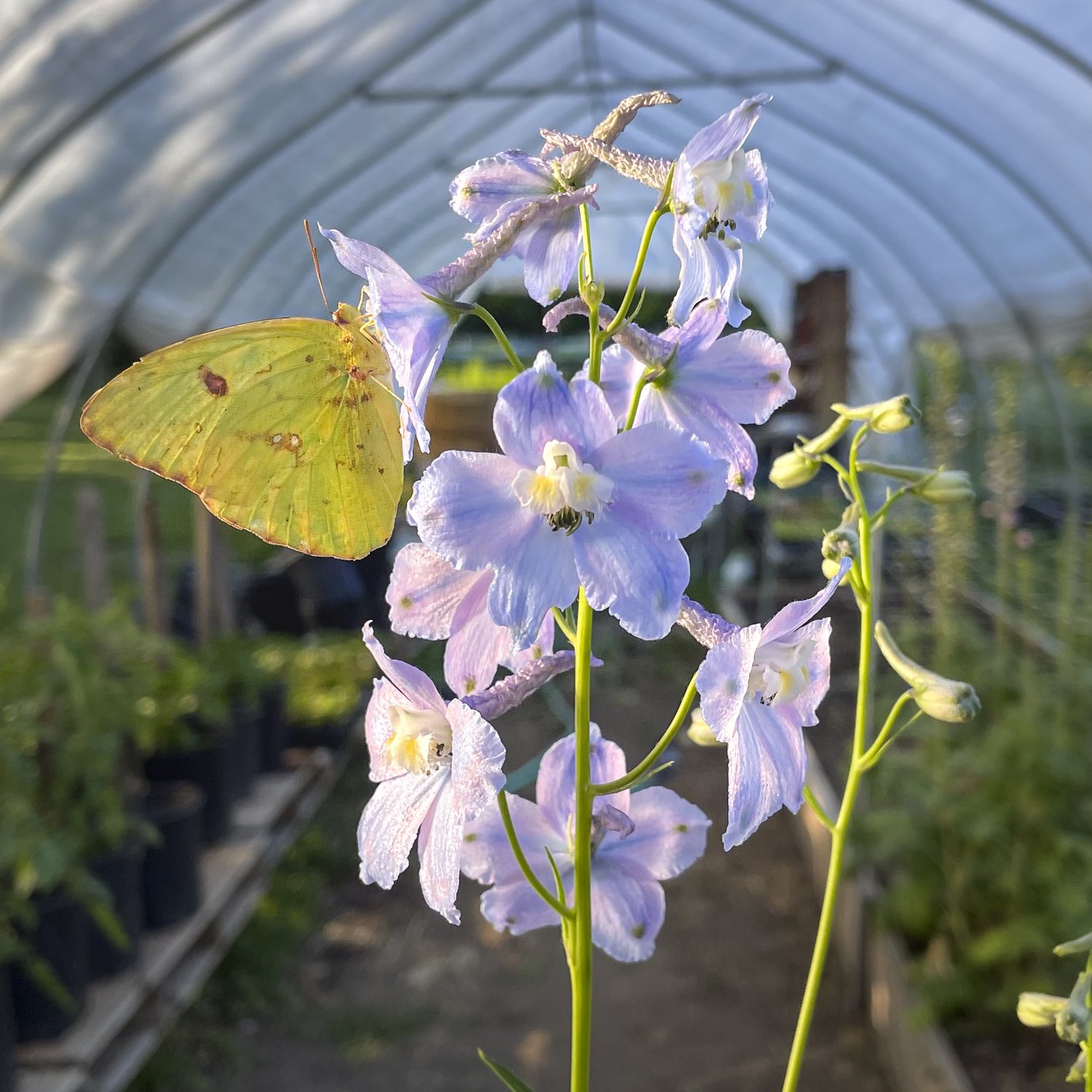 Hoop House Flowers, Bloom WNC, Asheville-Black Mountain-Old Fort NC-1.JPG