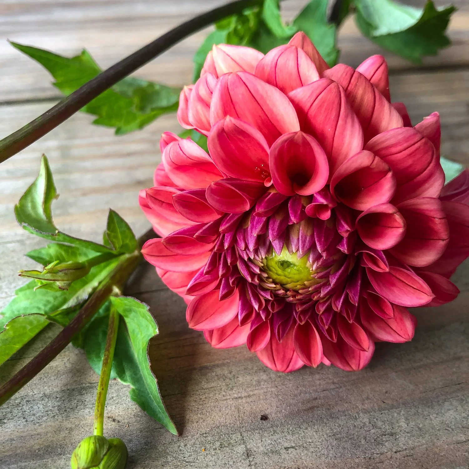 753 - Deep Coral Dahlia