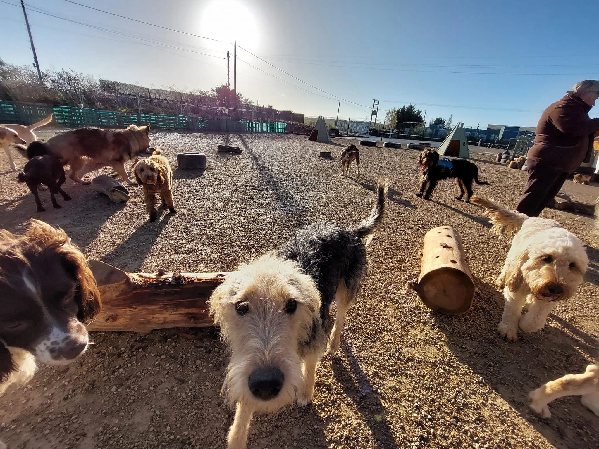 Dog play days online