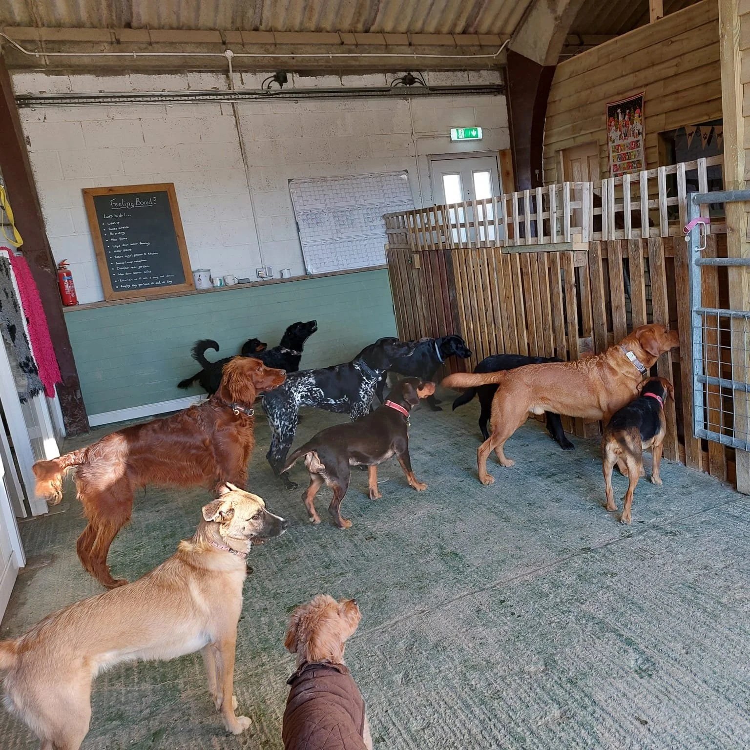 A group of dogs looking away at a visitor though the fence