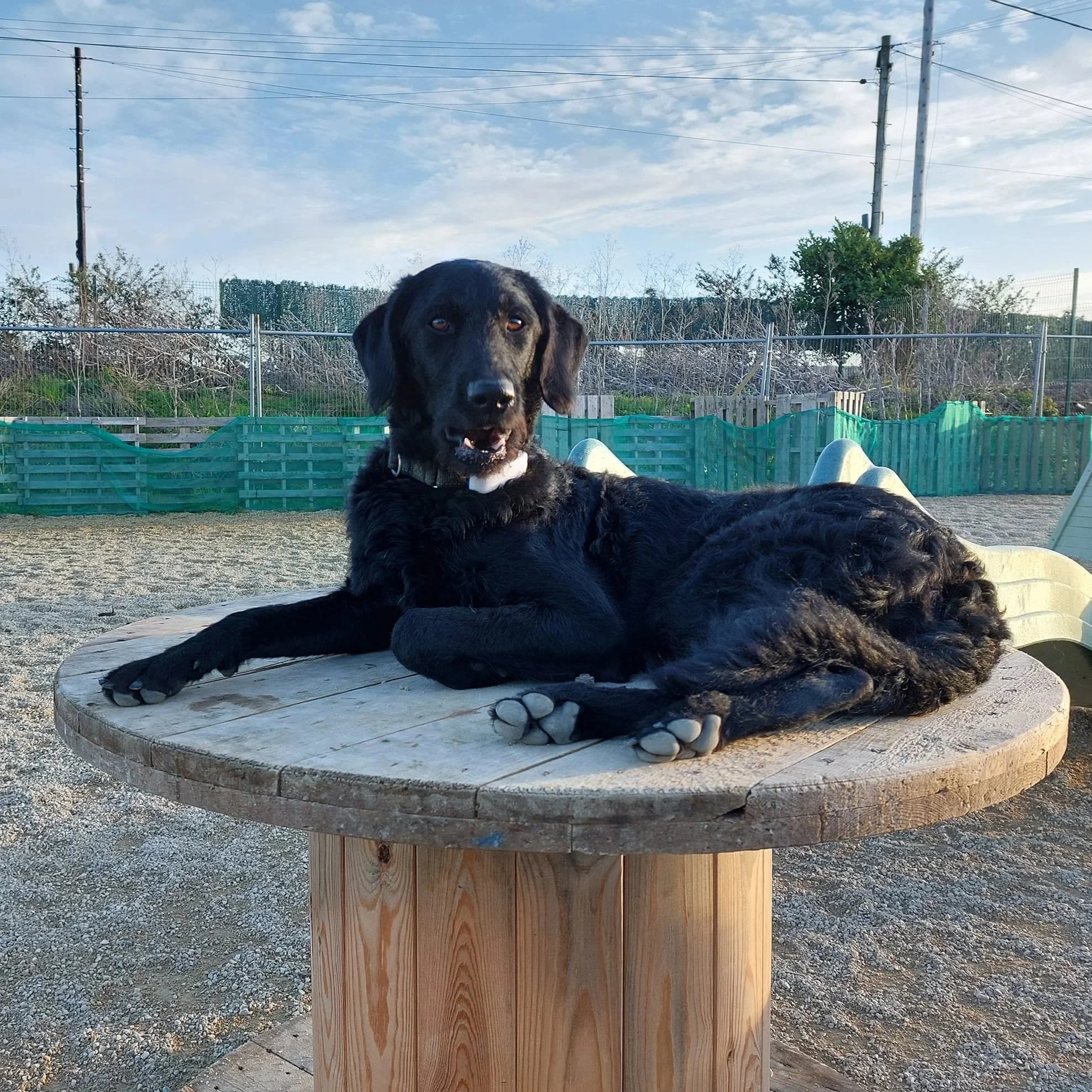 A dog sitting in the sun on top of a table