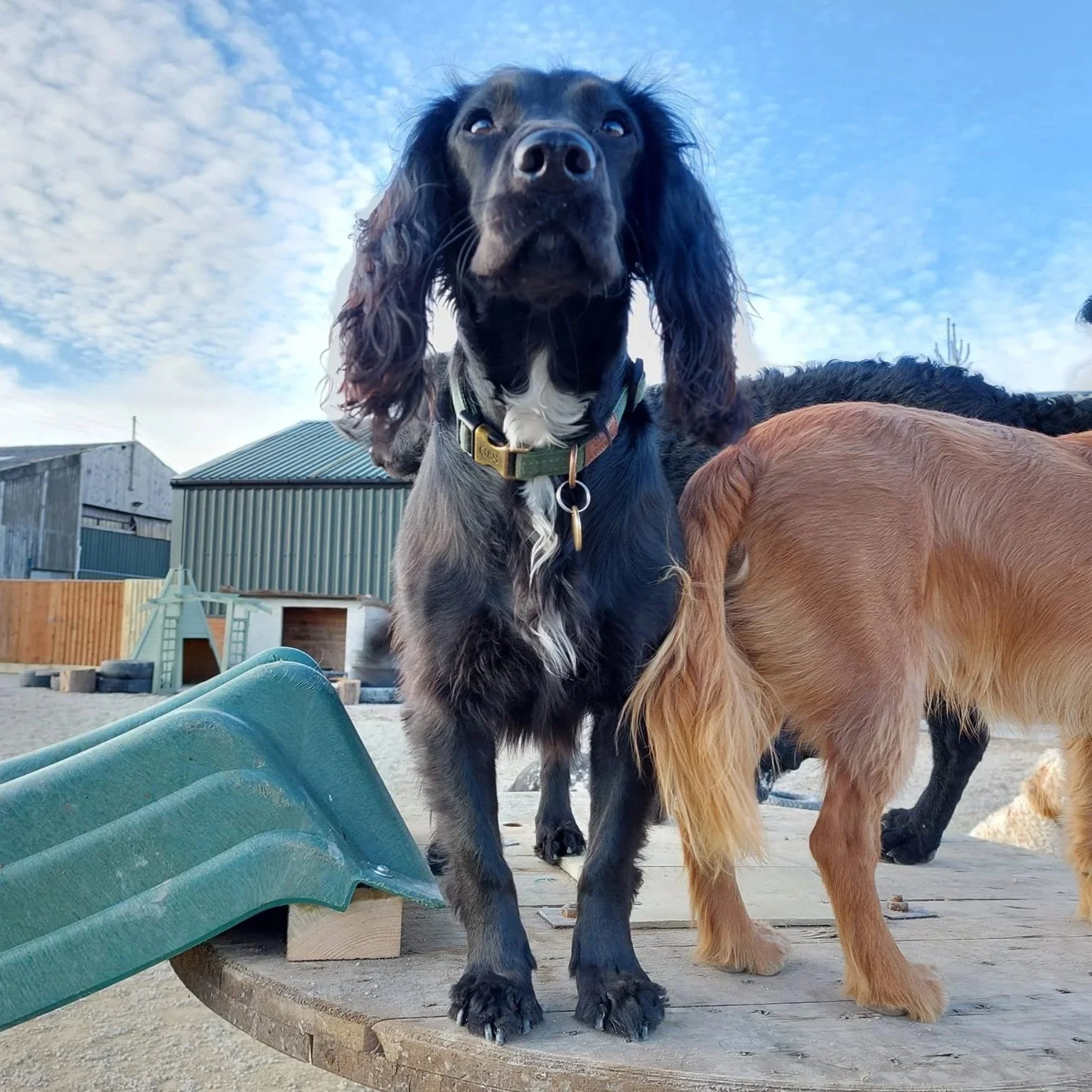 Three dogs on a table next to a slide