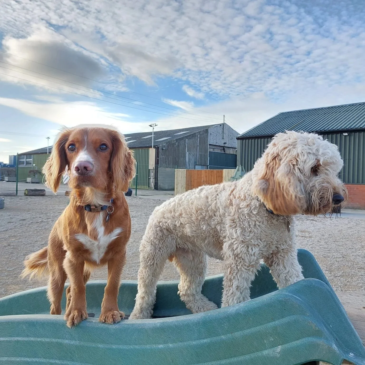 Two dogs enjoying themselves on the slide