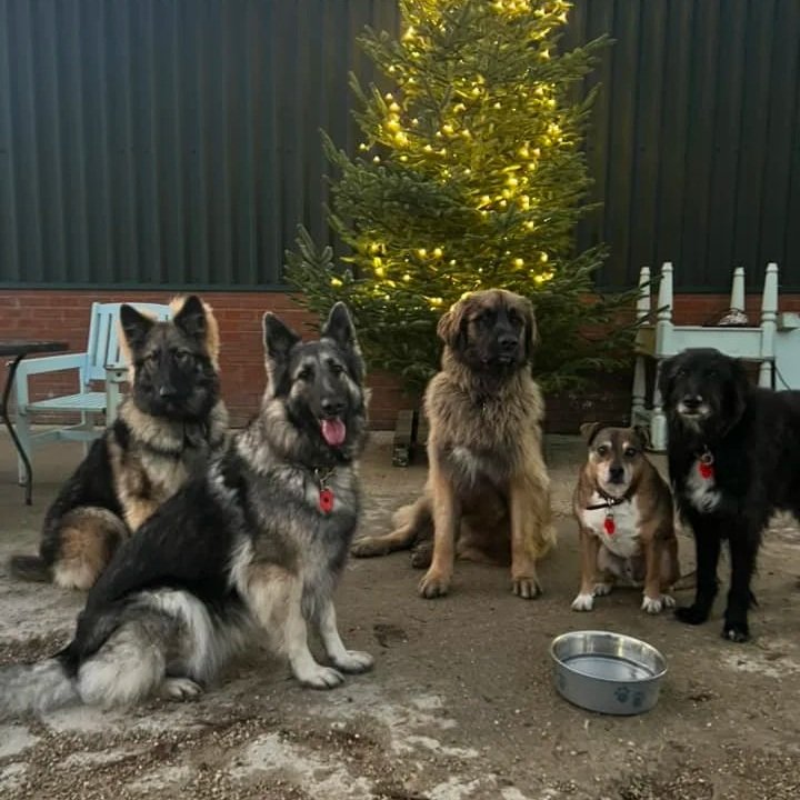 Five obedient dogs sitting by the Christmas tree