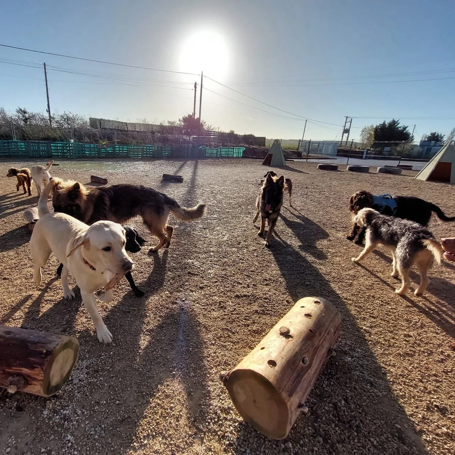 Group of dogs playing in the sunshine outside