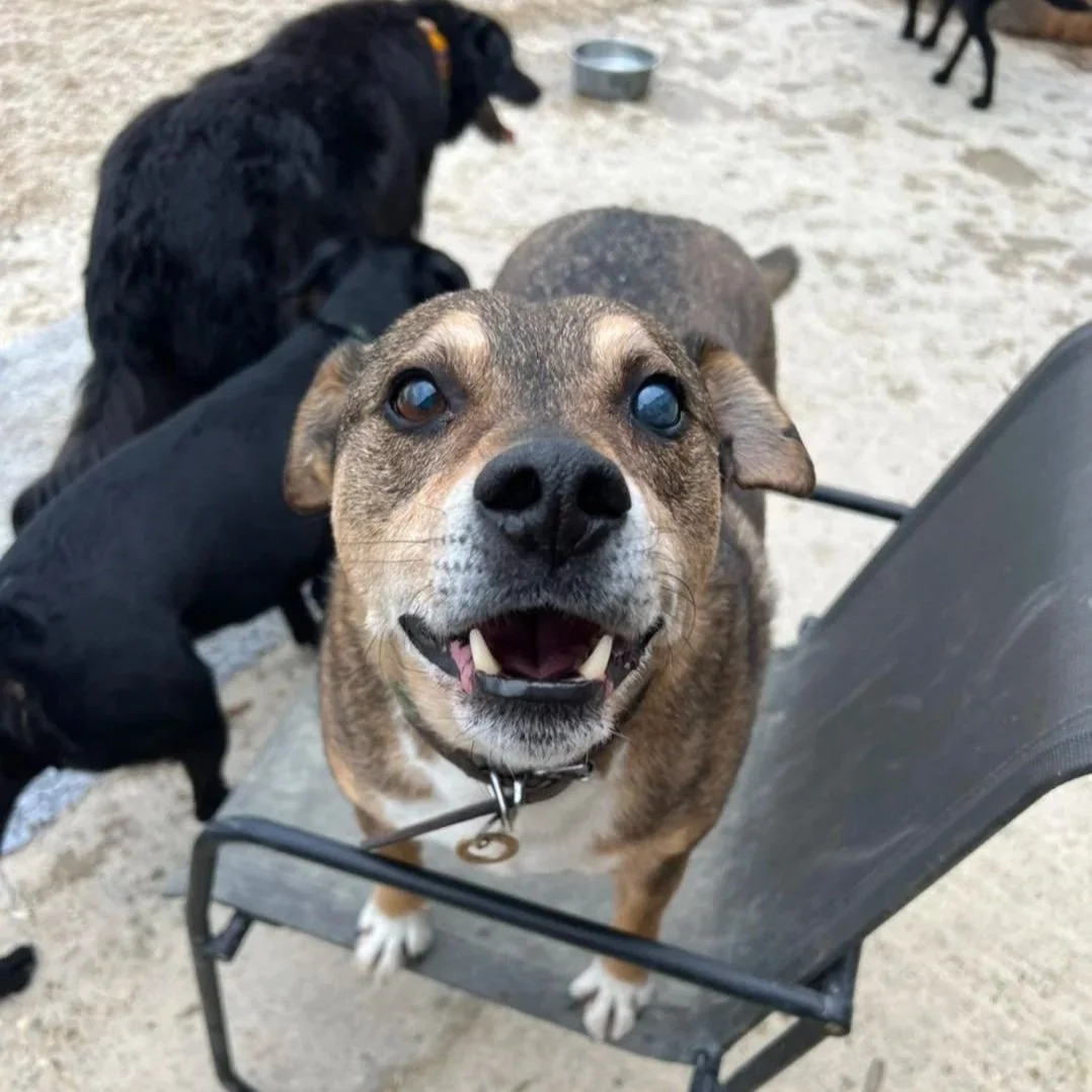 Happy dog sitting on chair peering up at camera