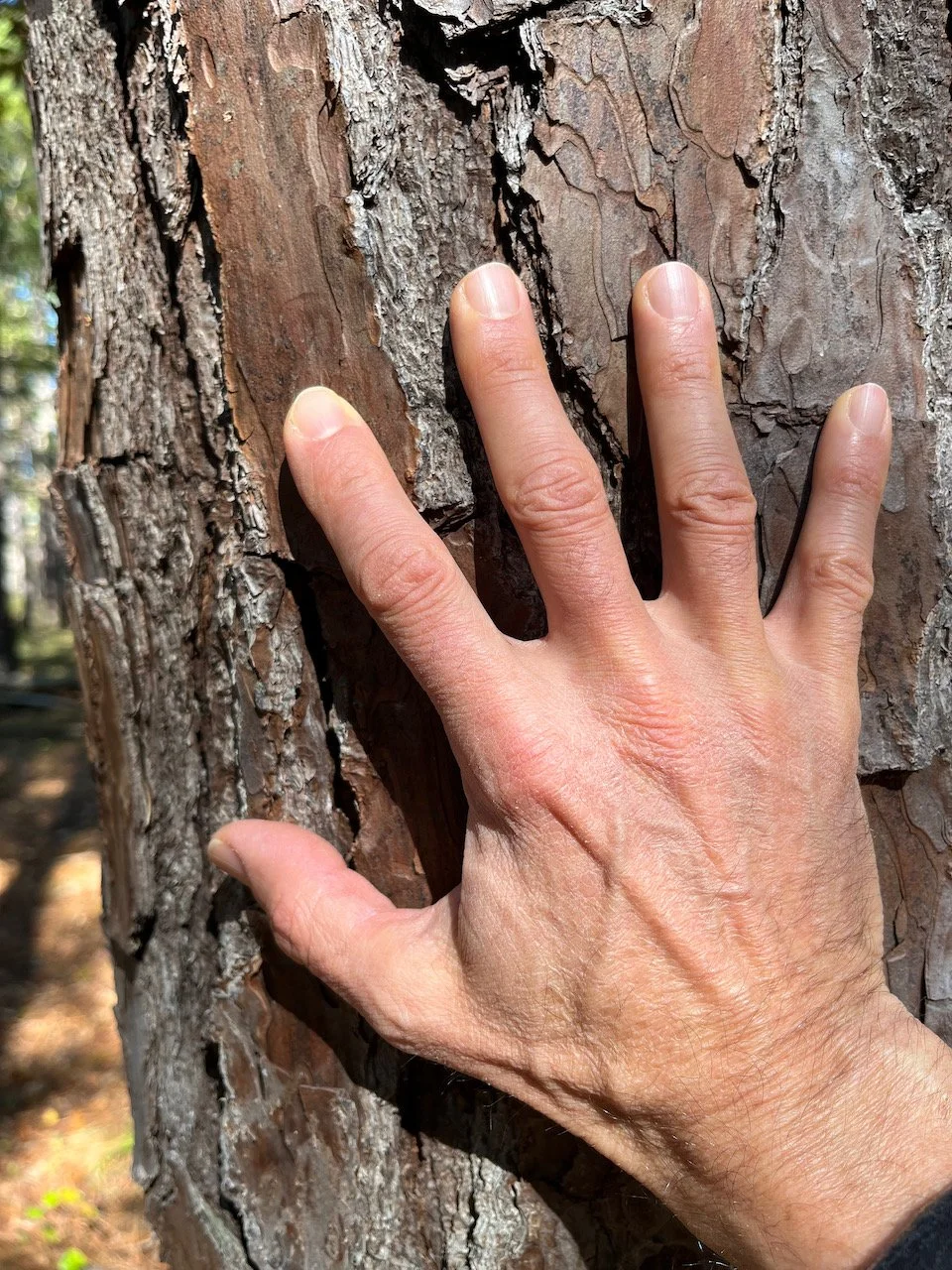 Animal Flow Movements