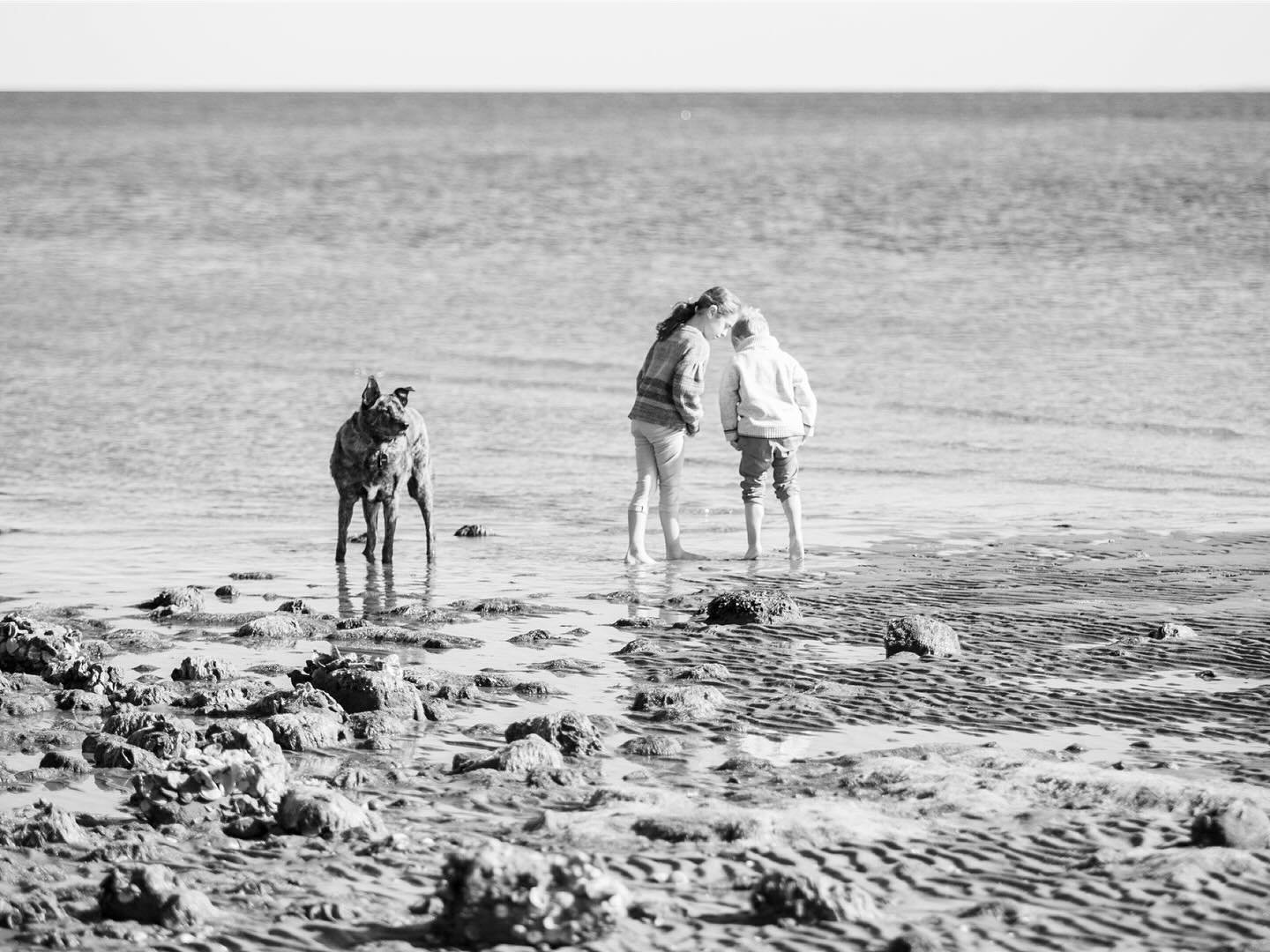 Bringing your pup to a family session might add for a little chaos, but overall it&rsquo;s such a great way to bring everyone together and capture some great candid moments in the process!  Don&rsquo;t leave your pup at home, you won&rsquo;t regret i