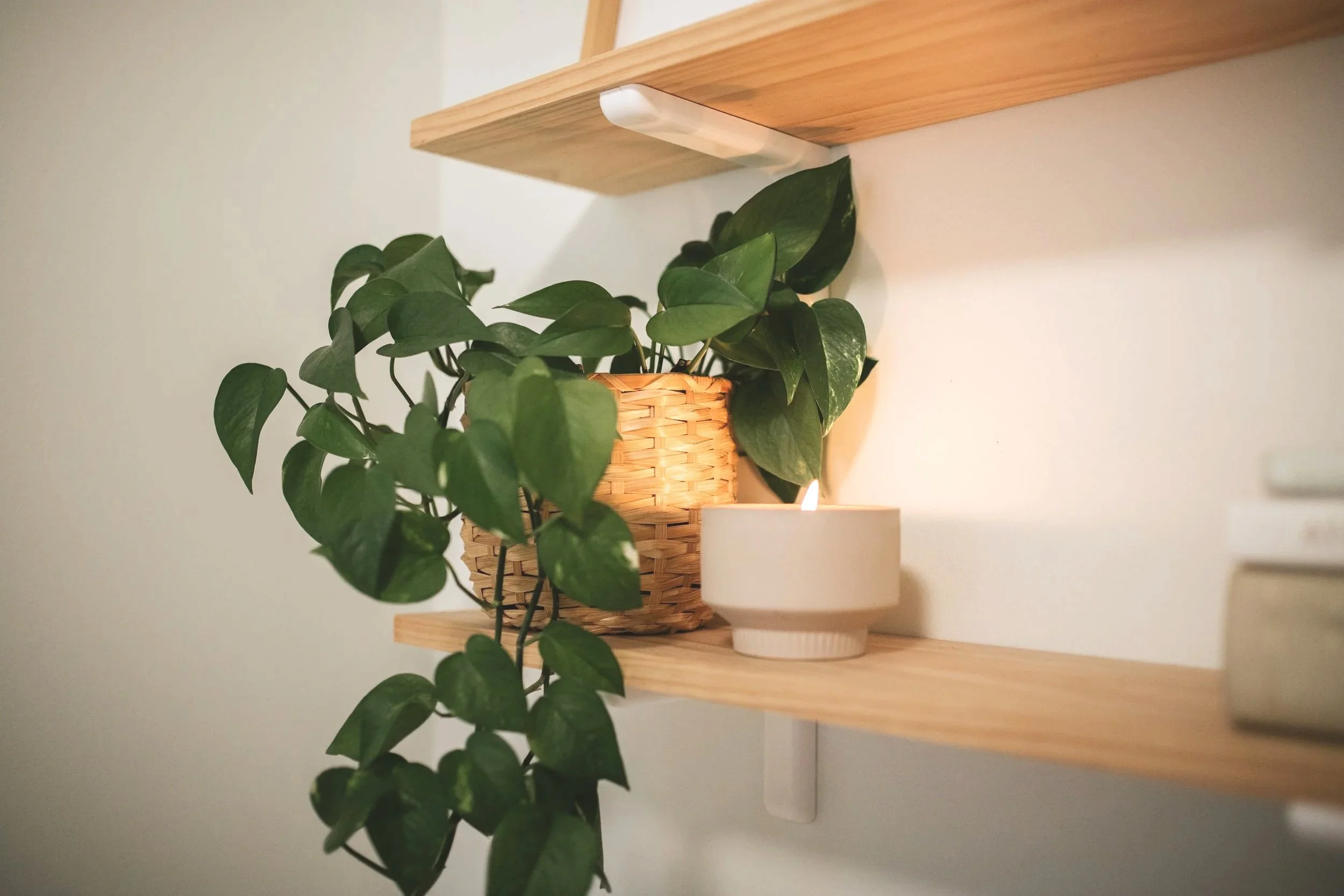 A green leafy houseplant in a woven basket placed on a wooden shelf, with a candle holder with a lit candle on the shelf beneath.