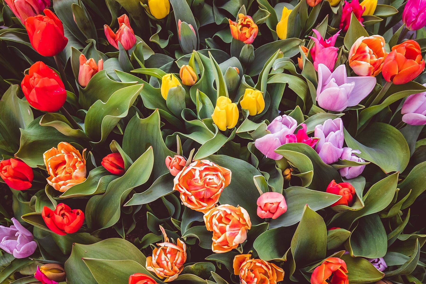 Wall art - Tulips of Amsterdam poster, Netherlands, Dutch