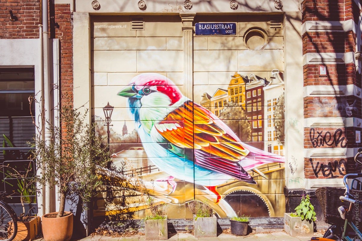 Colorful bird street art mural in Amsterdam, vibrant graffiti wall art captured in urban photography, perfect for adding Dutch culture and creativity to home decor.