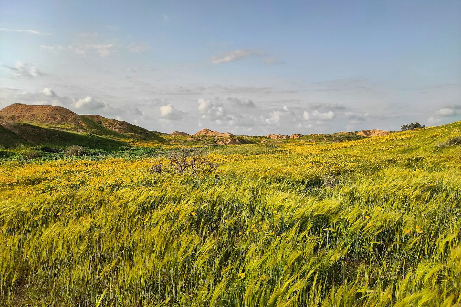 Wall art - Spring in the Negev Desert poster, Israel