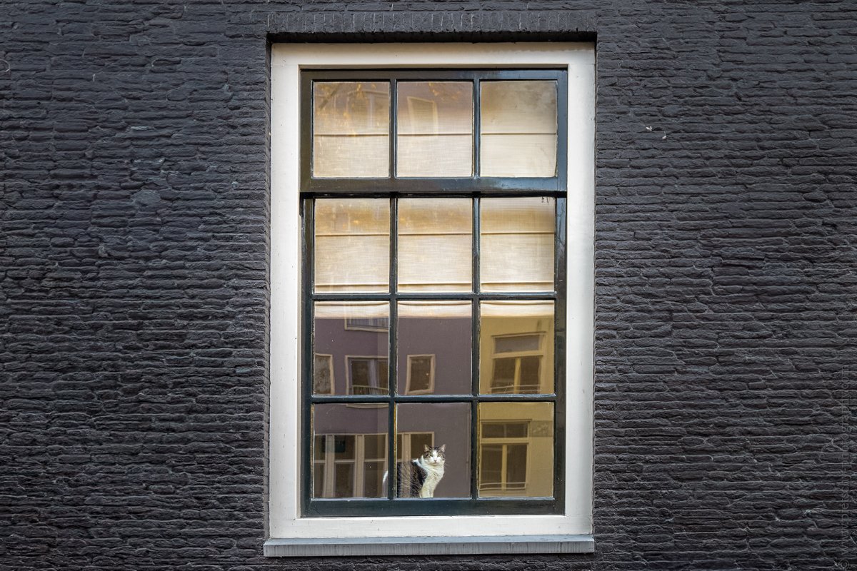 Stefanie Pietschmann - Cat in A Dutch house ion Amsterdam.jpg