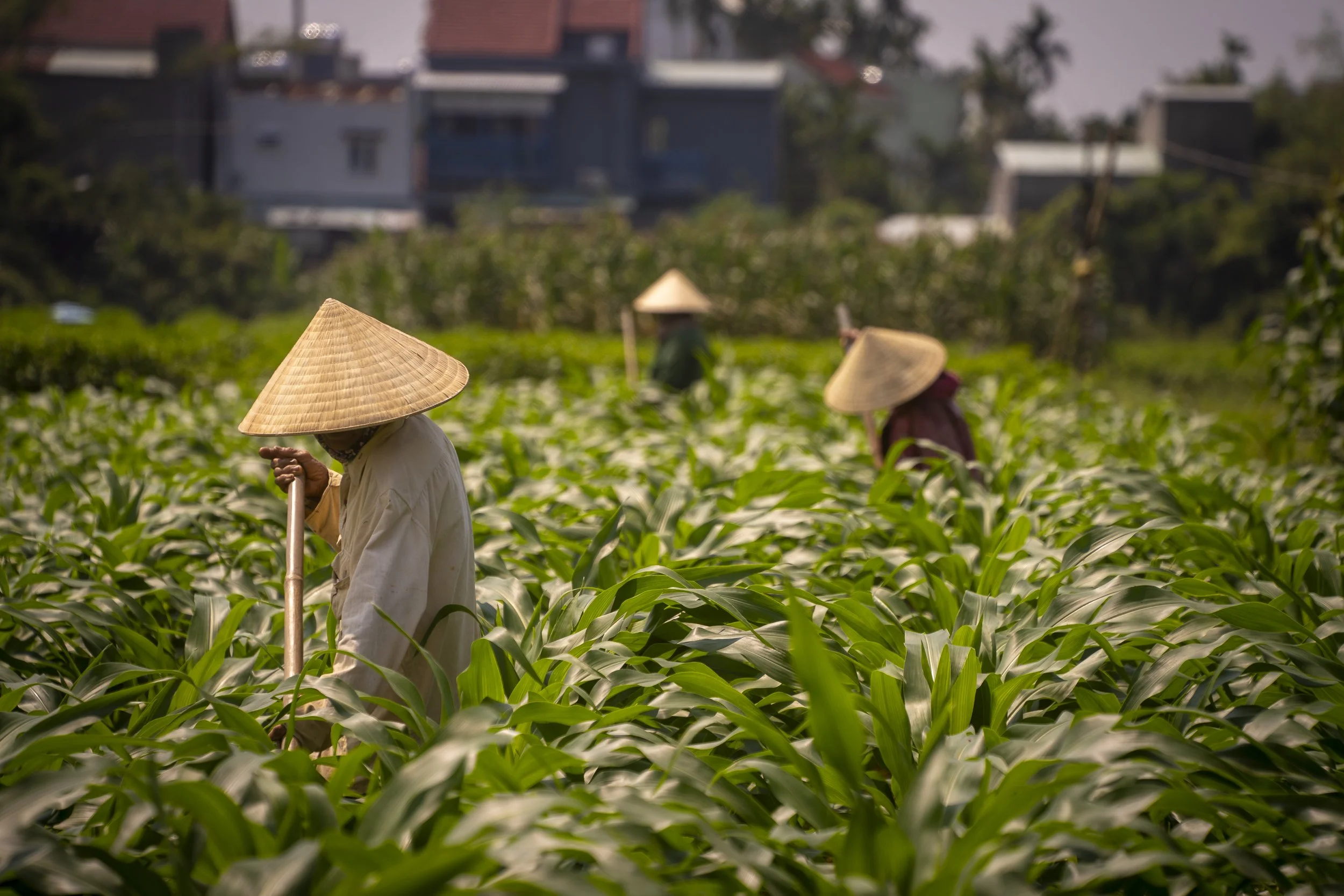 Farmers wearing traditional Asian conical hats working in a lush green field.