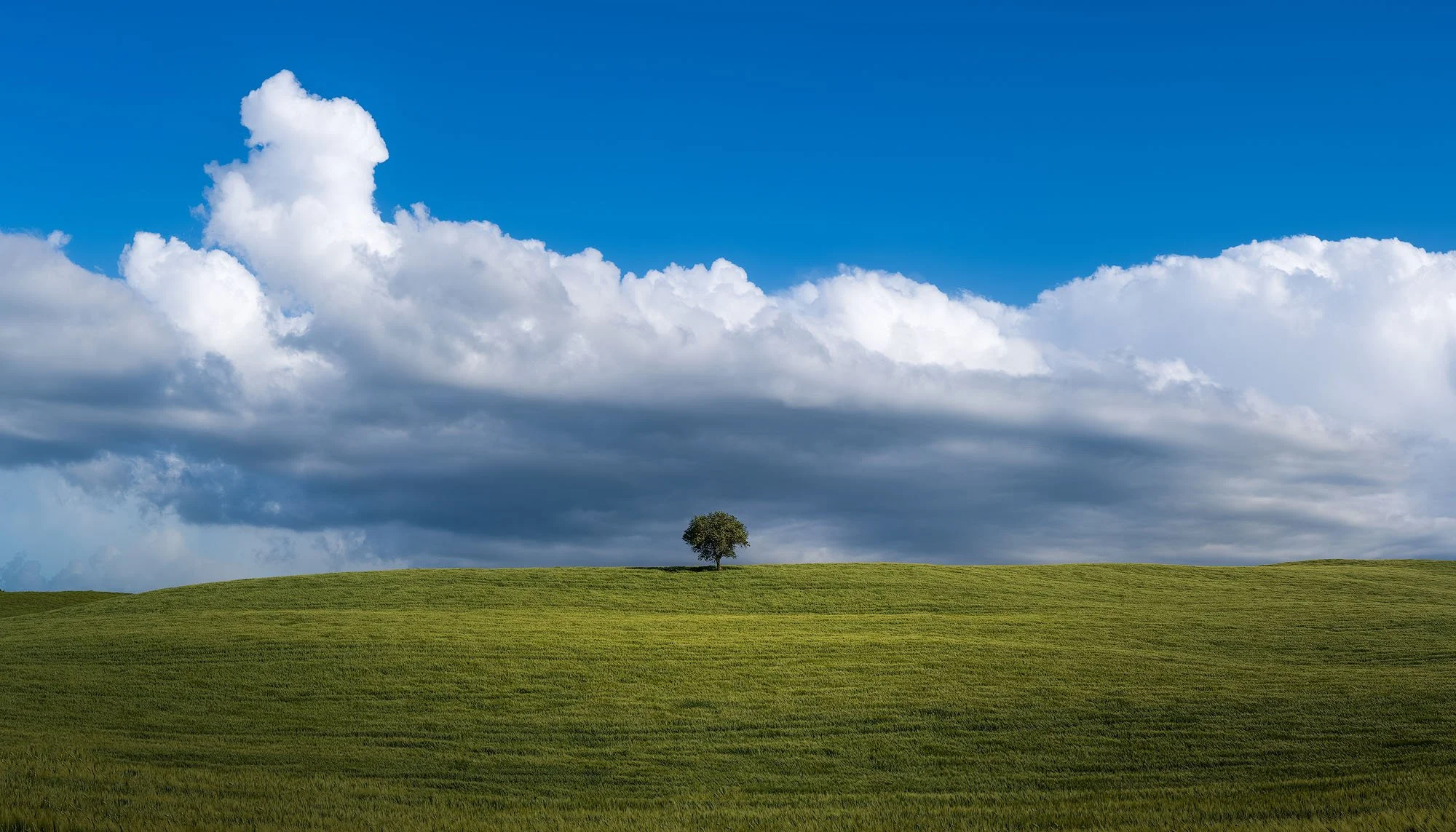 A single tree on a grassy hill under a blue sky with large white clouds.