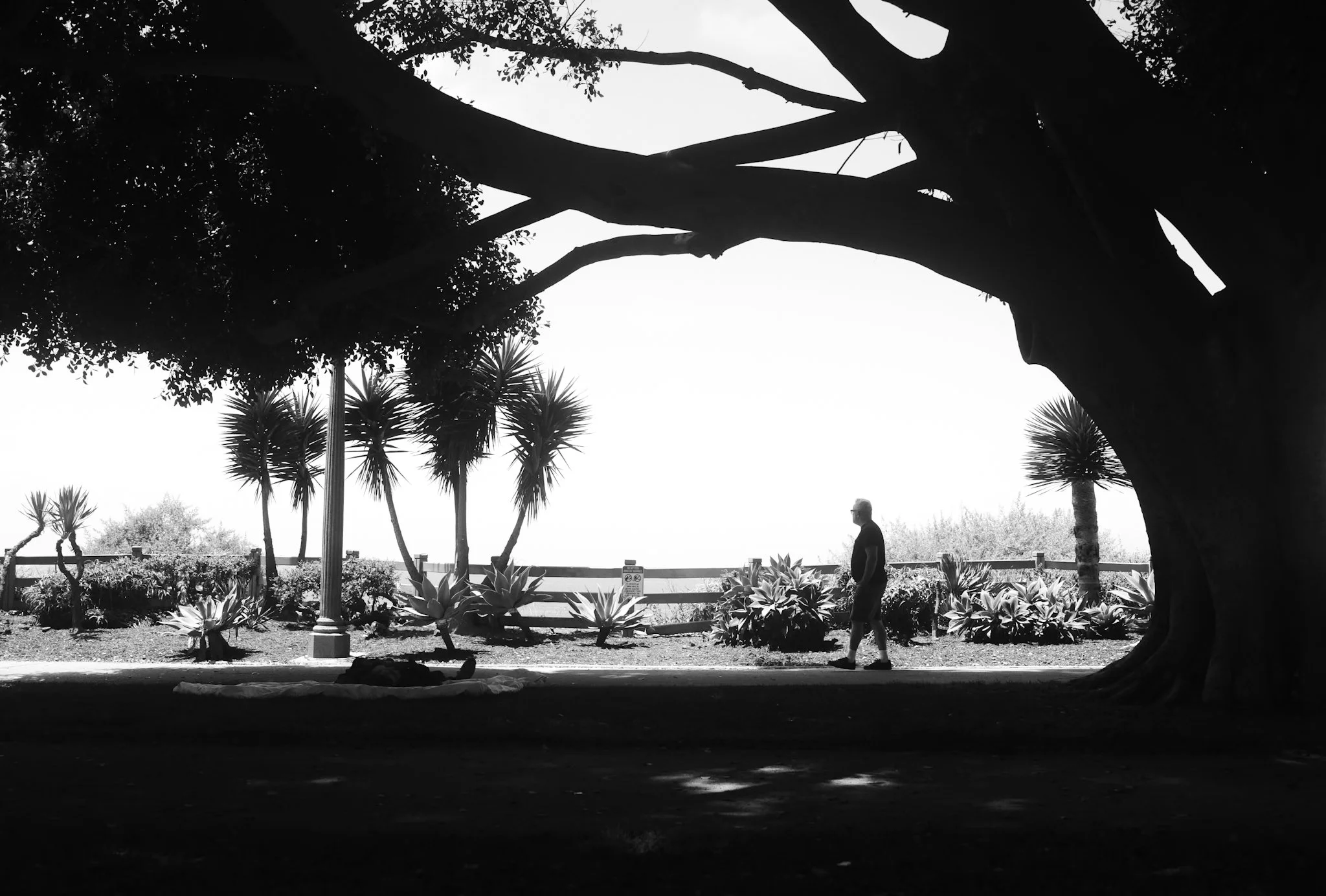 A person walking along a trail in a park with large trees and agave plants, viewed through the silhouette of a large tree.