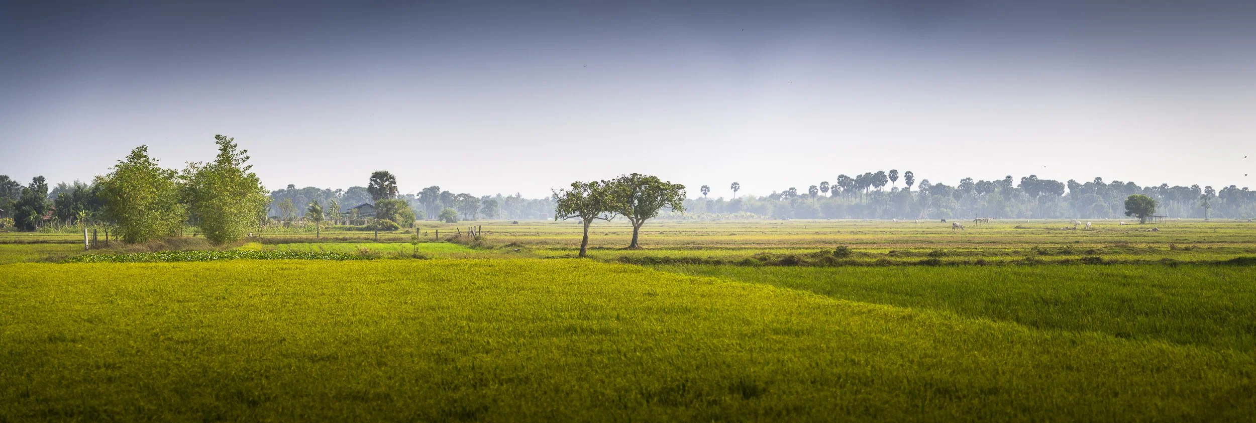 A vast green agricultural field with two trees in the foreground, and other trees and farmhouses in the distance under a clear sky.