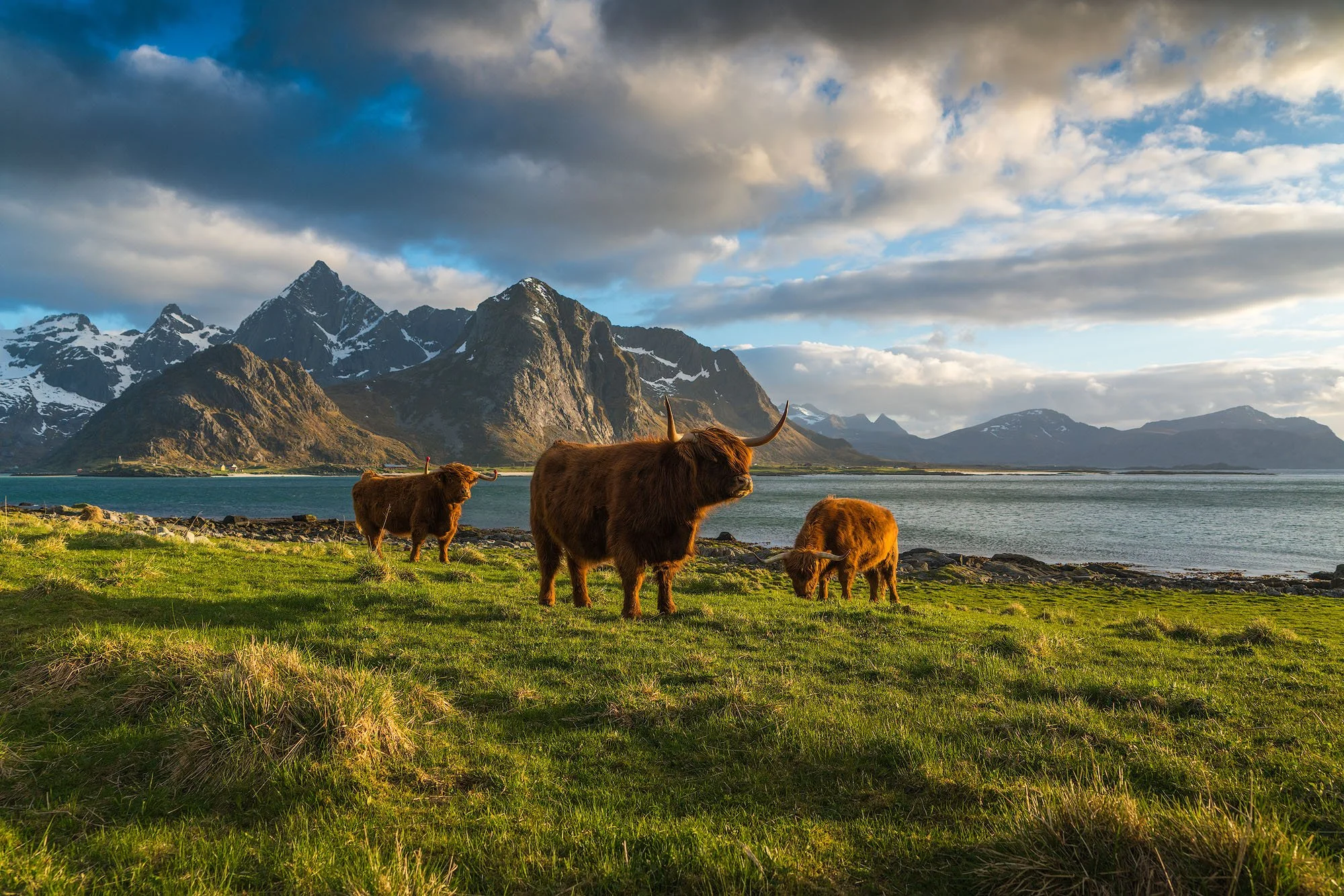 Three Highland cattle grazing on green grass near a body of water with mountains and cloudy sky in the background.