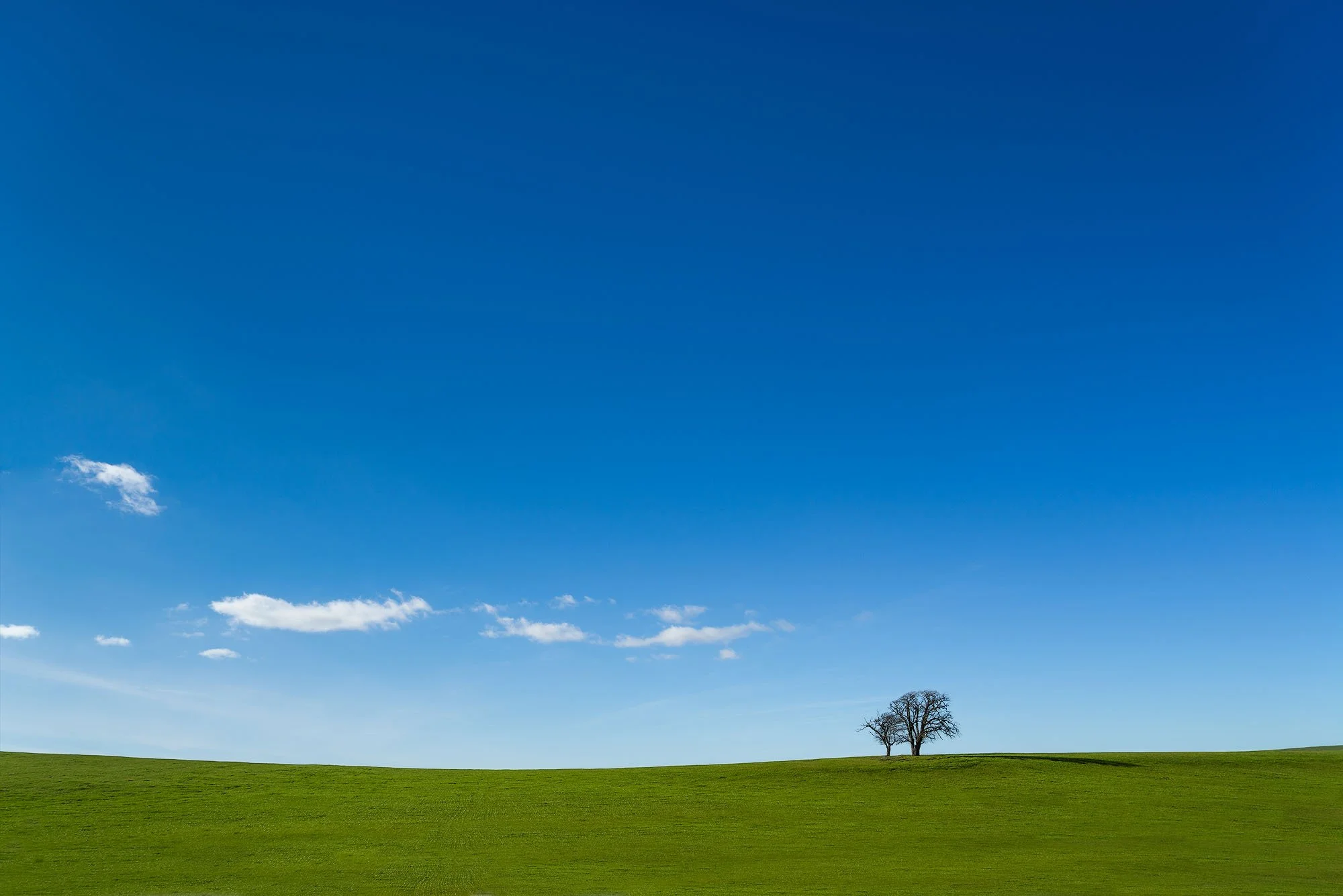 Two trees on a grassy hill under a blue sky with a few clouds