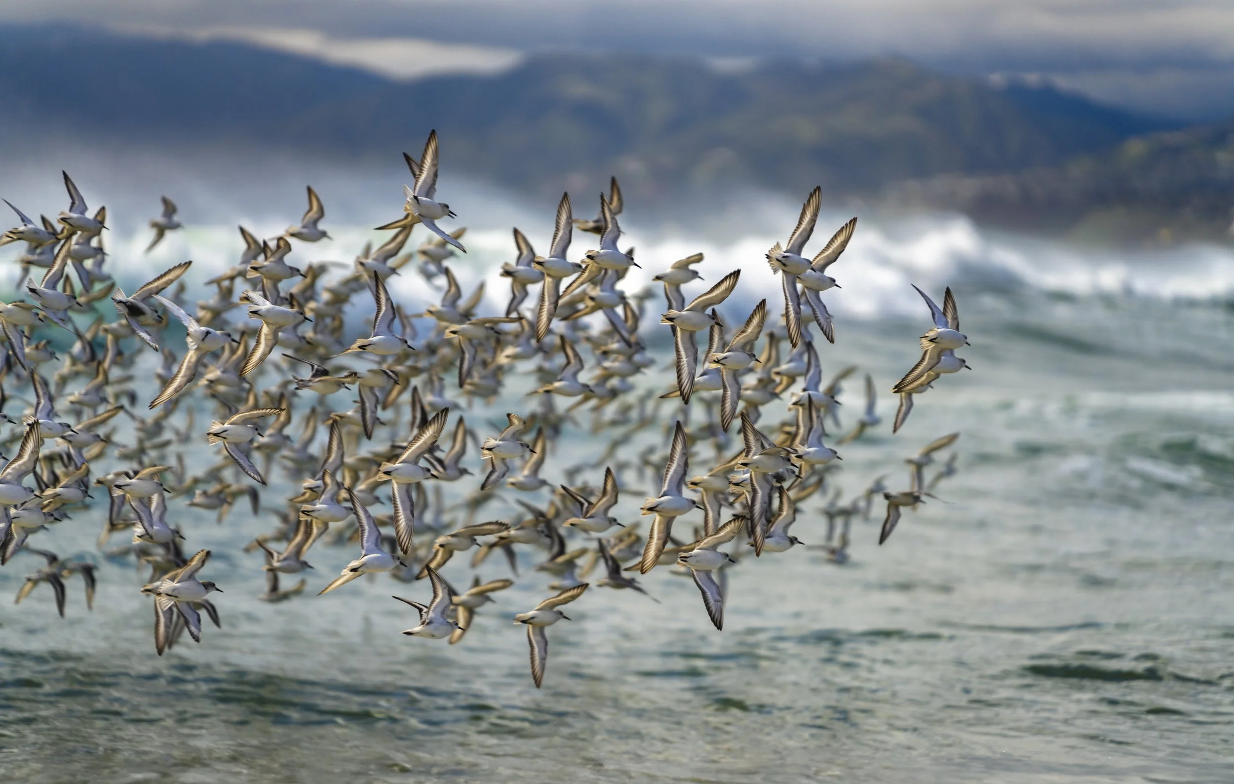 A flock of seabirds flying over the ocean with waves and distant land in the background.