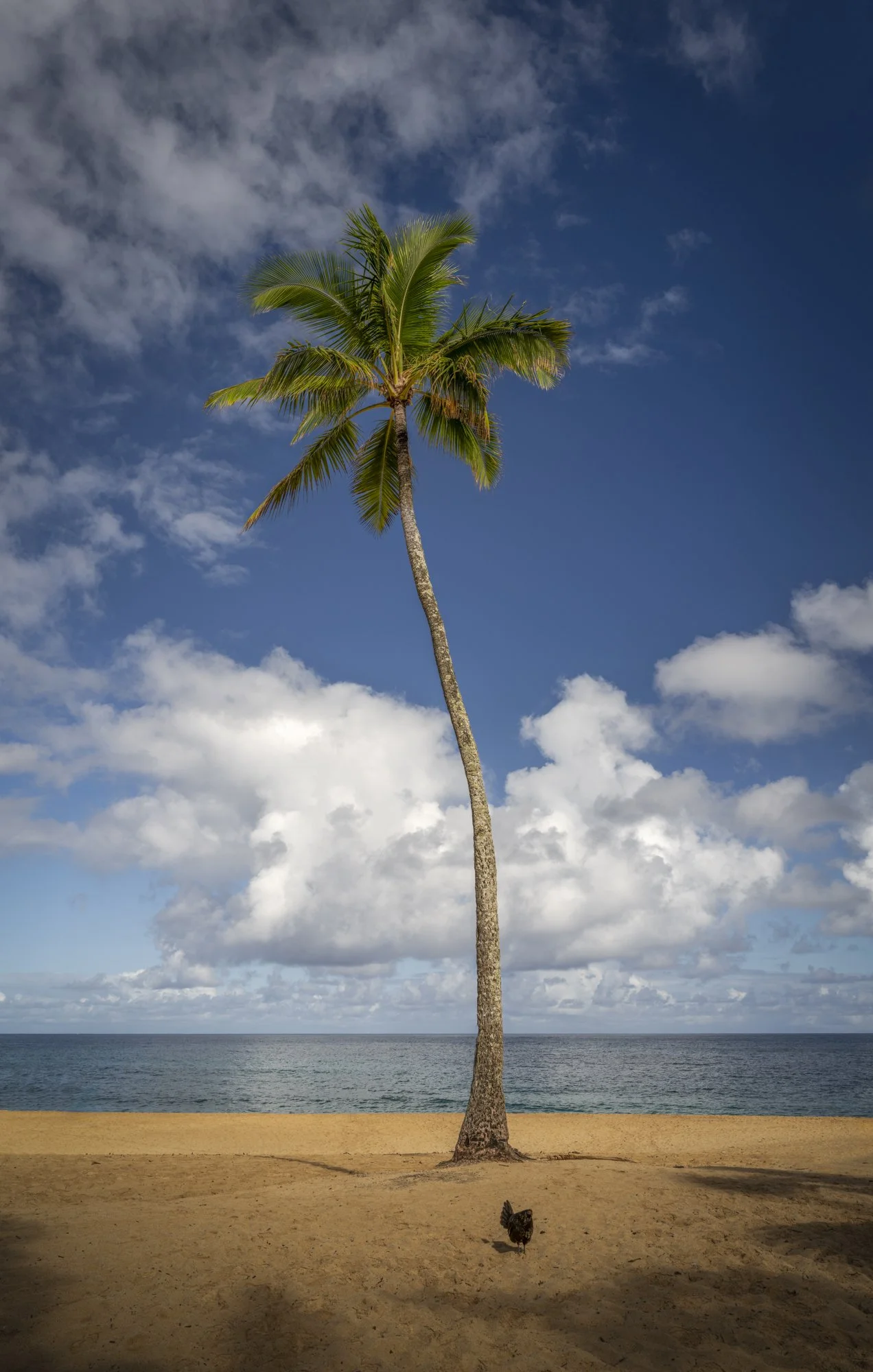 A single palm tree on a sandy beach with a chicken at its base, facing towards the ocean under a partly cloudy sky.