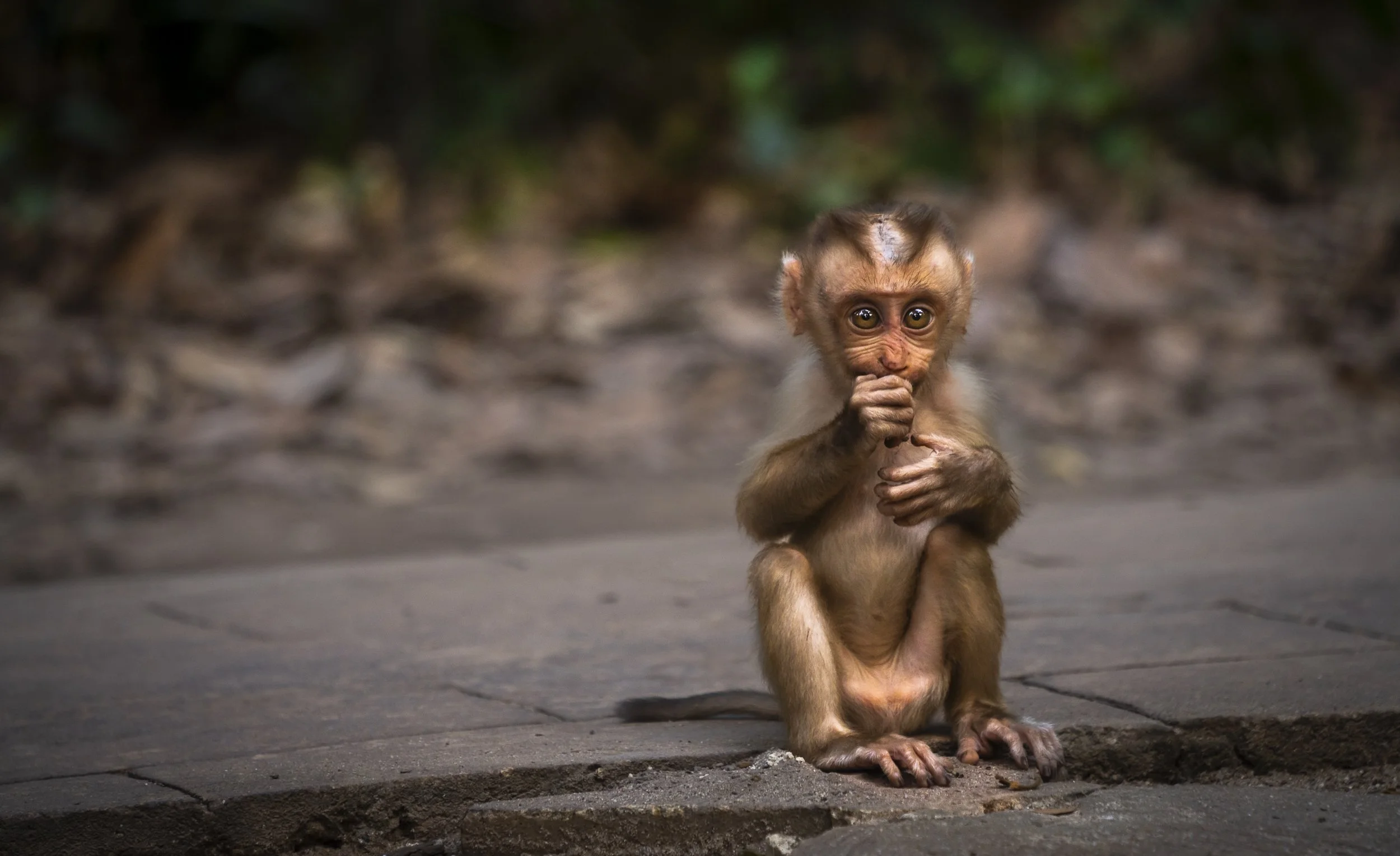 A young monkey sitting on a stone pavement with a blurred natural background, holding its hand to its mouth and looking directly at the camera.