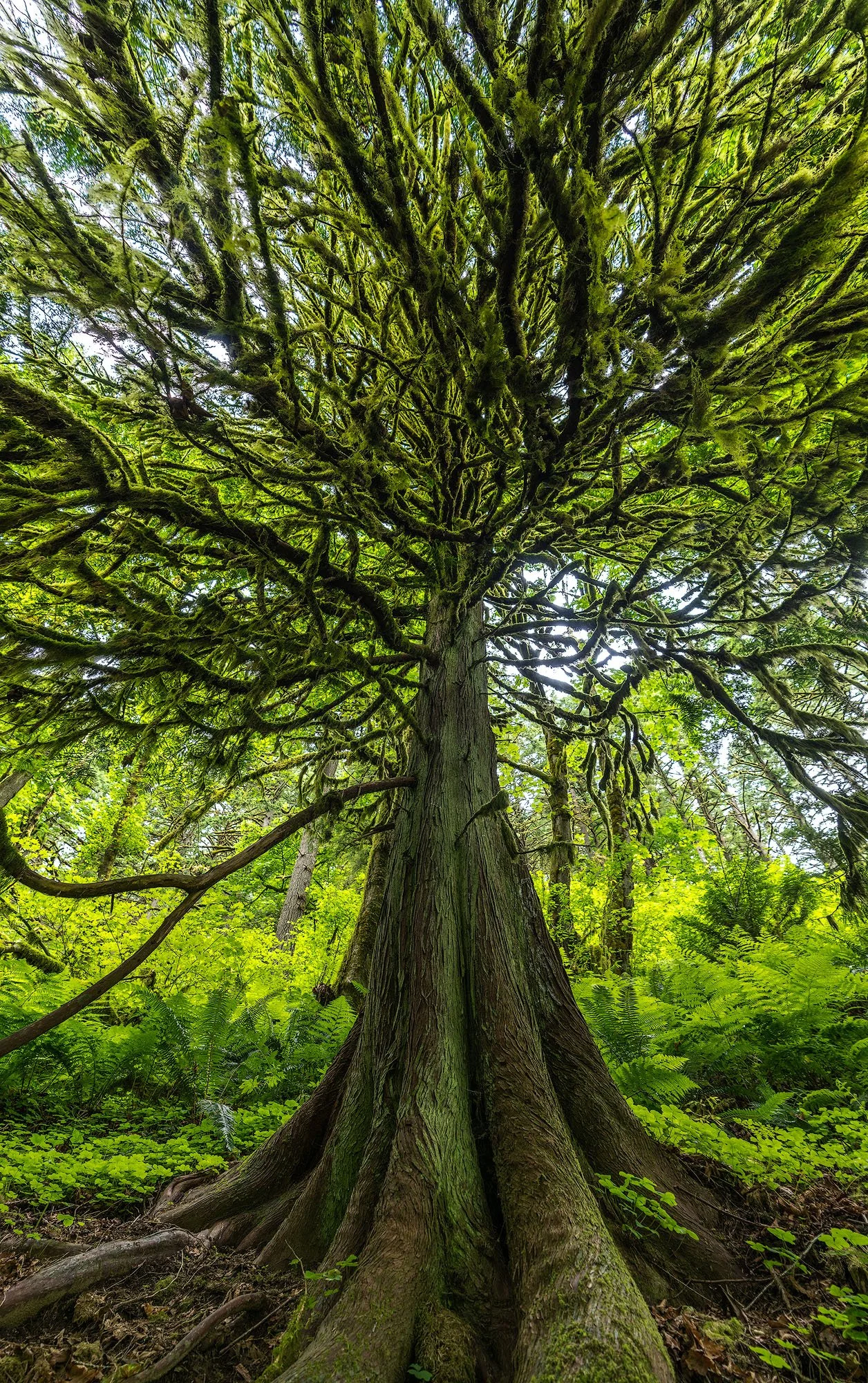 View from the ground looking up at a tall, moss-covered tree with sprawling branches in a lush green forest.