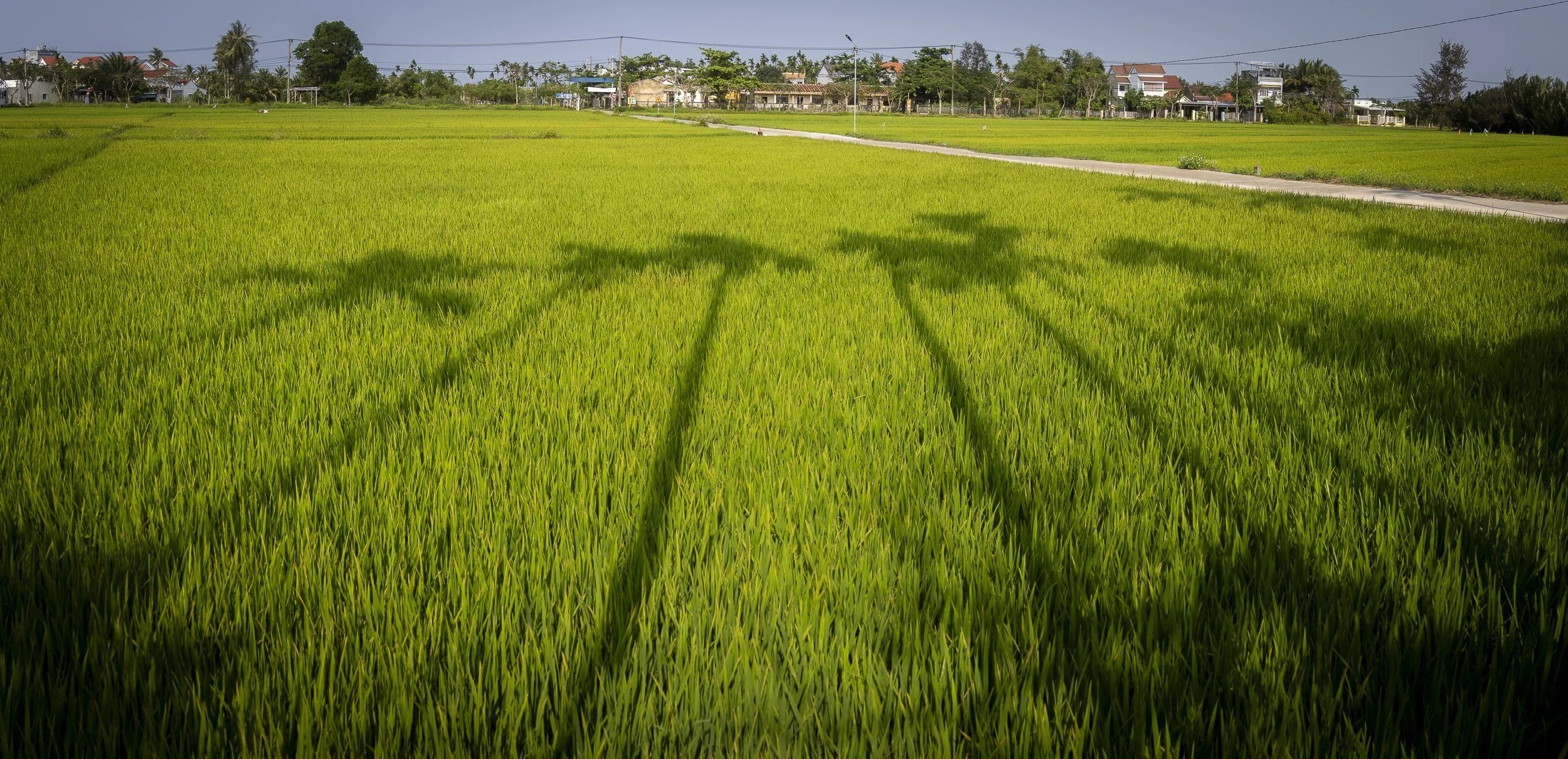 Green rice paddy fields with shadows of trees cast on the grass and houses in the background under a partly cloudy sky.
