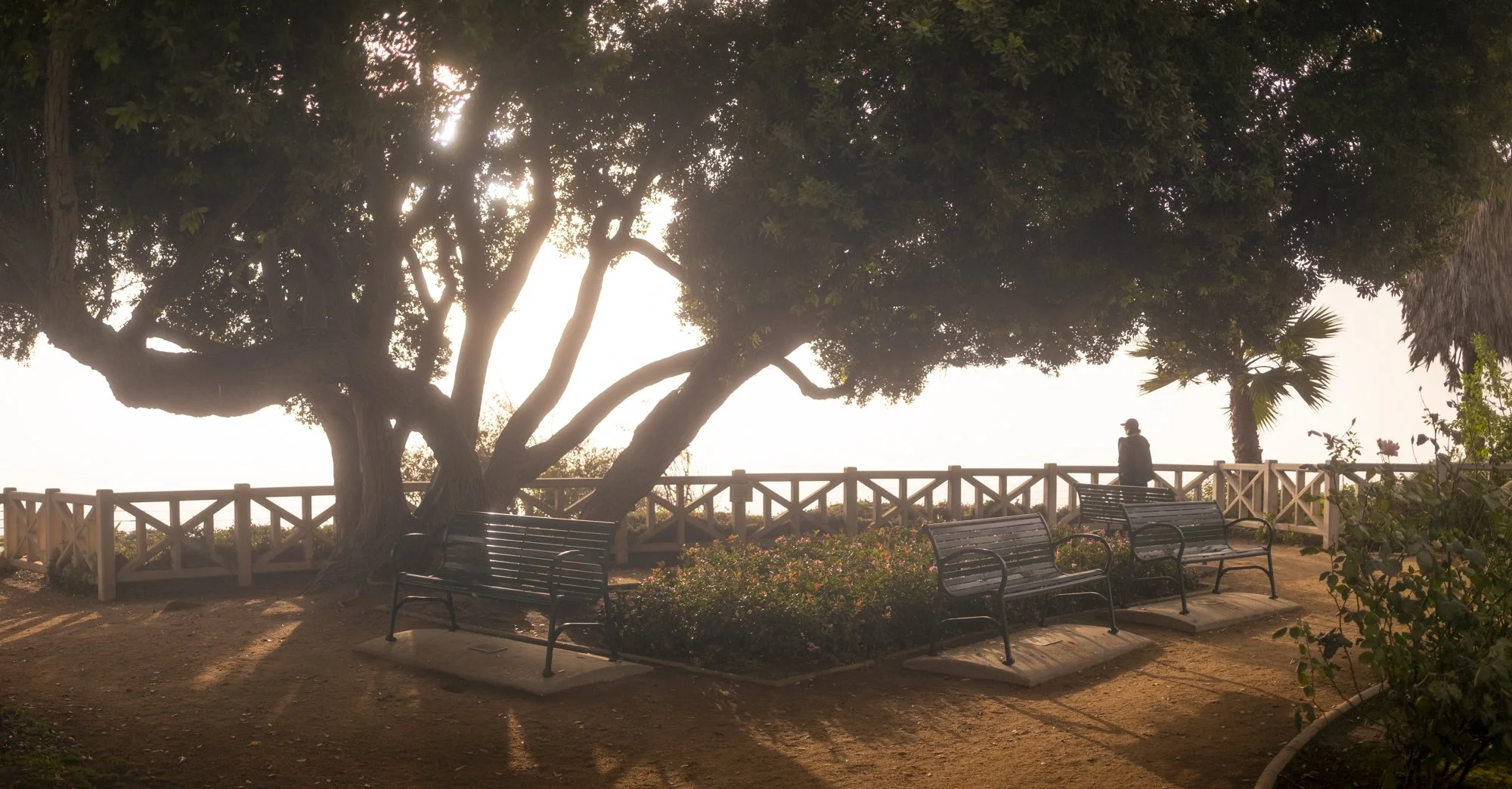 A park with large trees casting shadows, wooden benches, a white fence, and a person standing near the railing during sunset or sunrise.