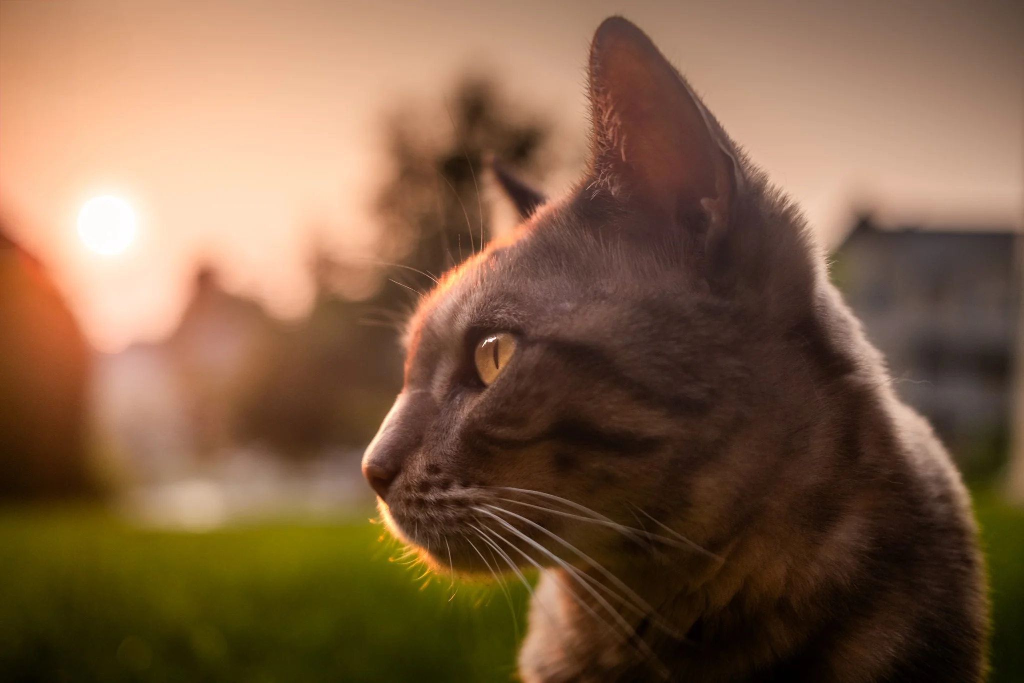 Side profile of a tabby cat with golden eyes outdoors during sunset.