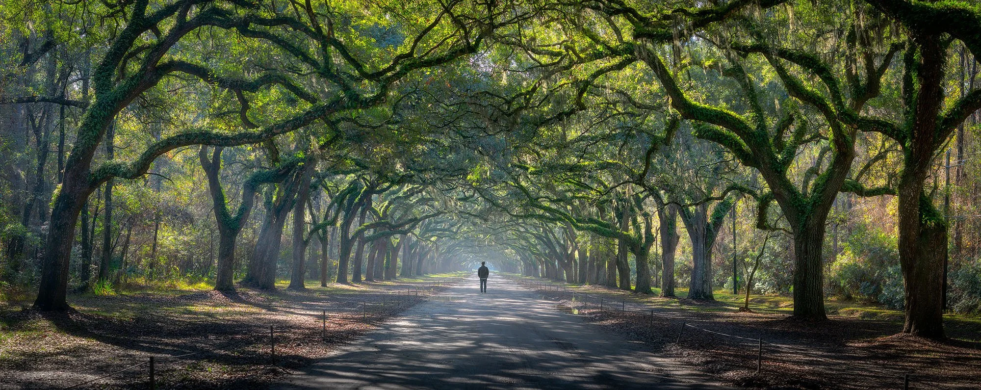 A person walking down a tree-lined pathway with overhanging branches creating a natural canopy, sunlight filtering through the leaves.