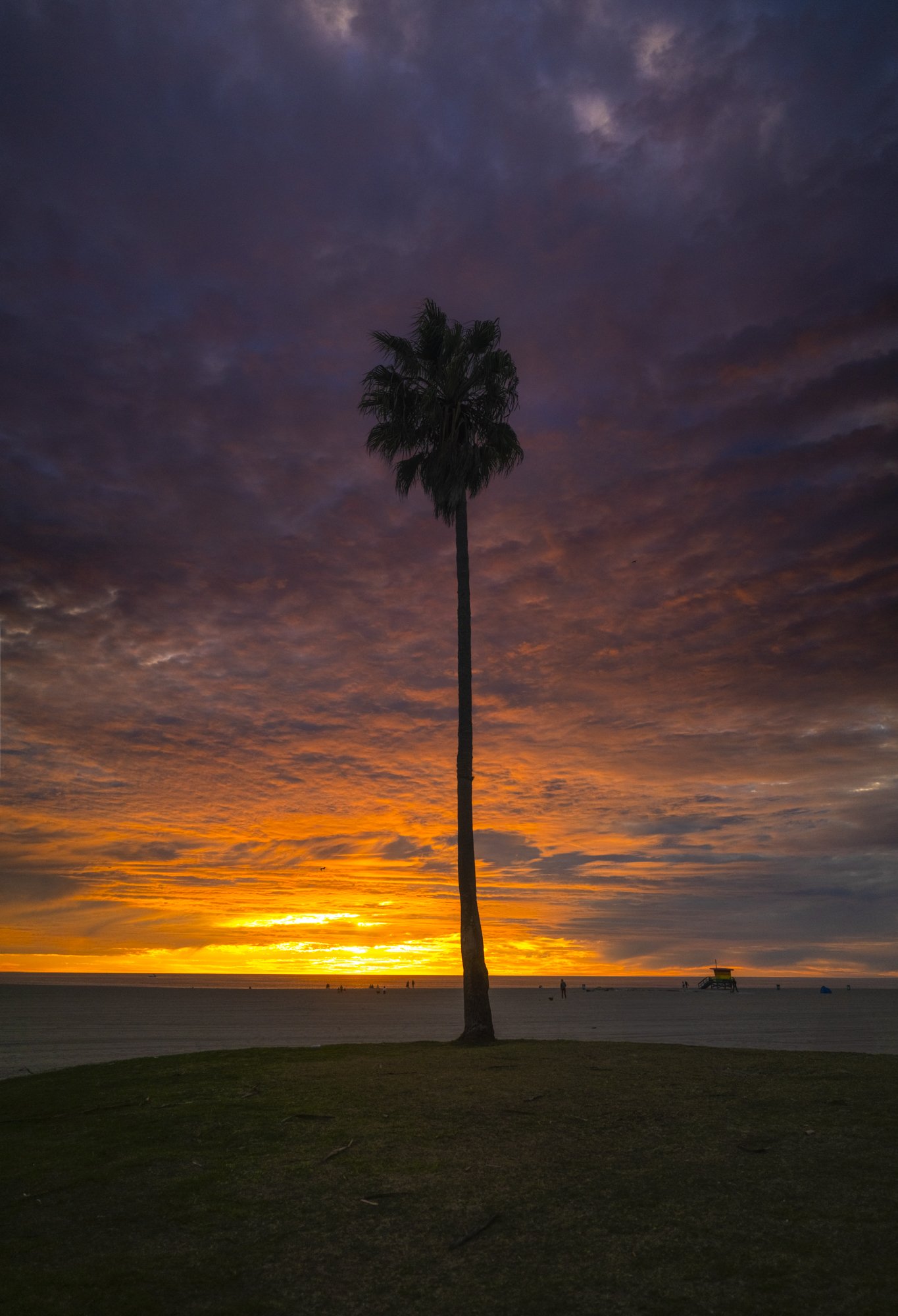 A solitary palm tree on a grassy patch with a sunset and colorful, cloudy sky in the background at the beach.