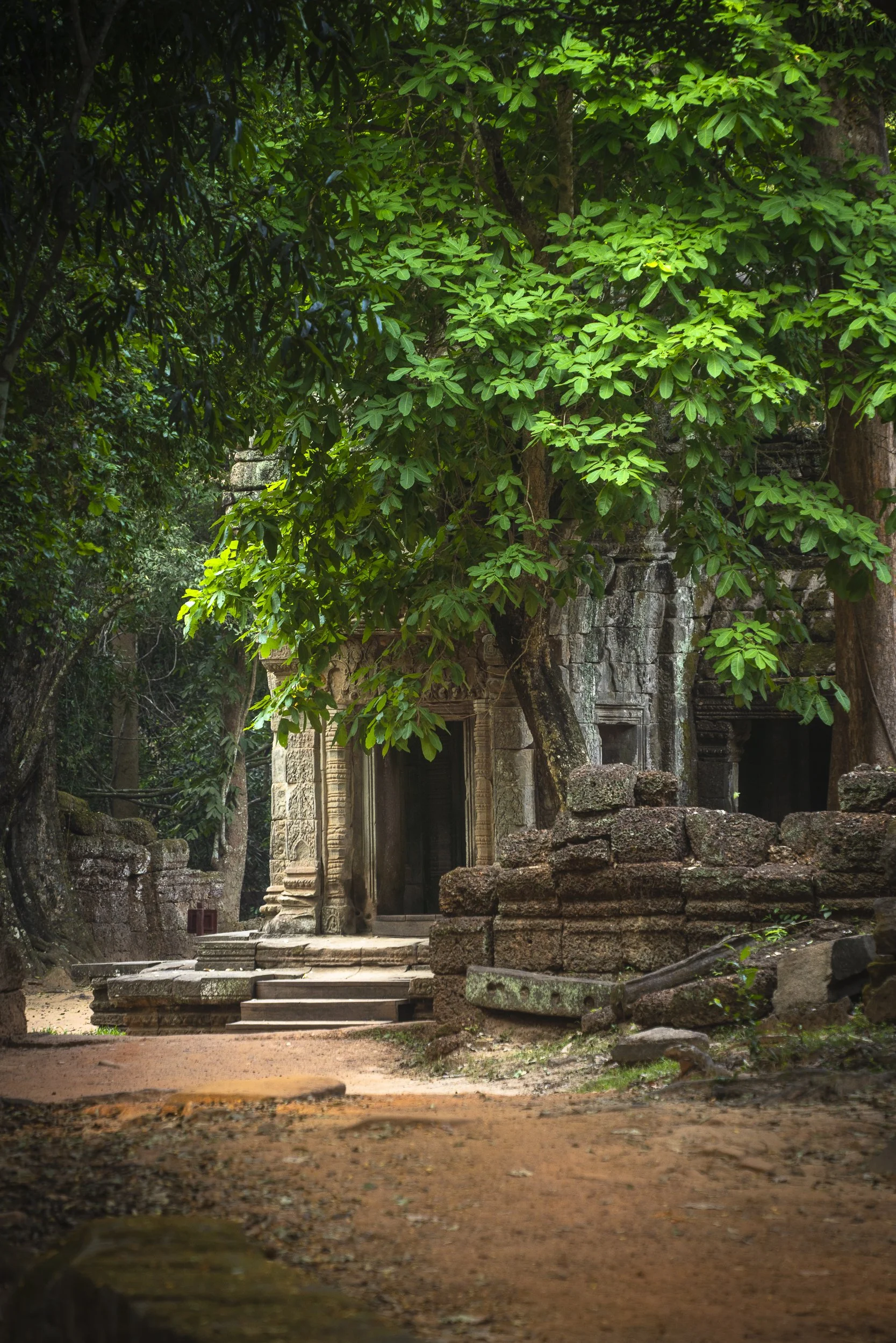 Ancient stone temple partially covered by lush green trees in a forest setting