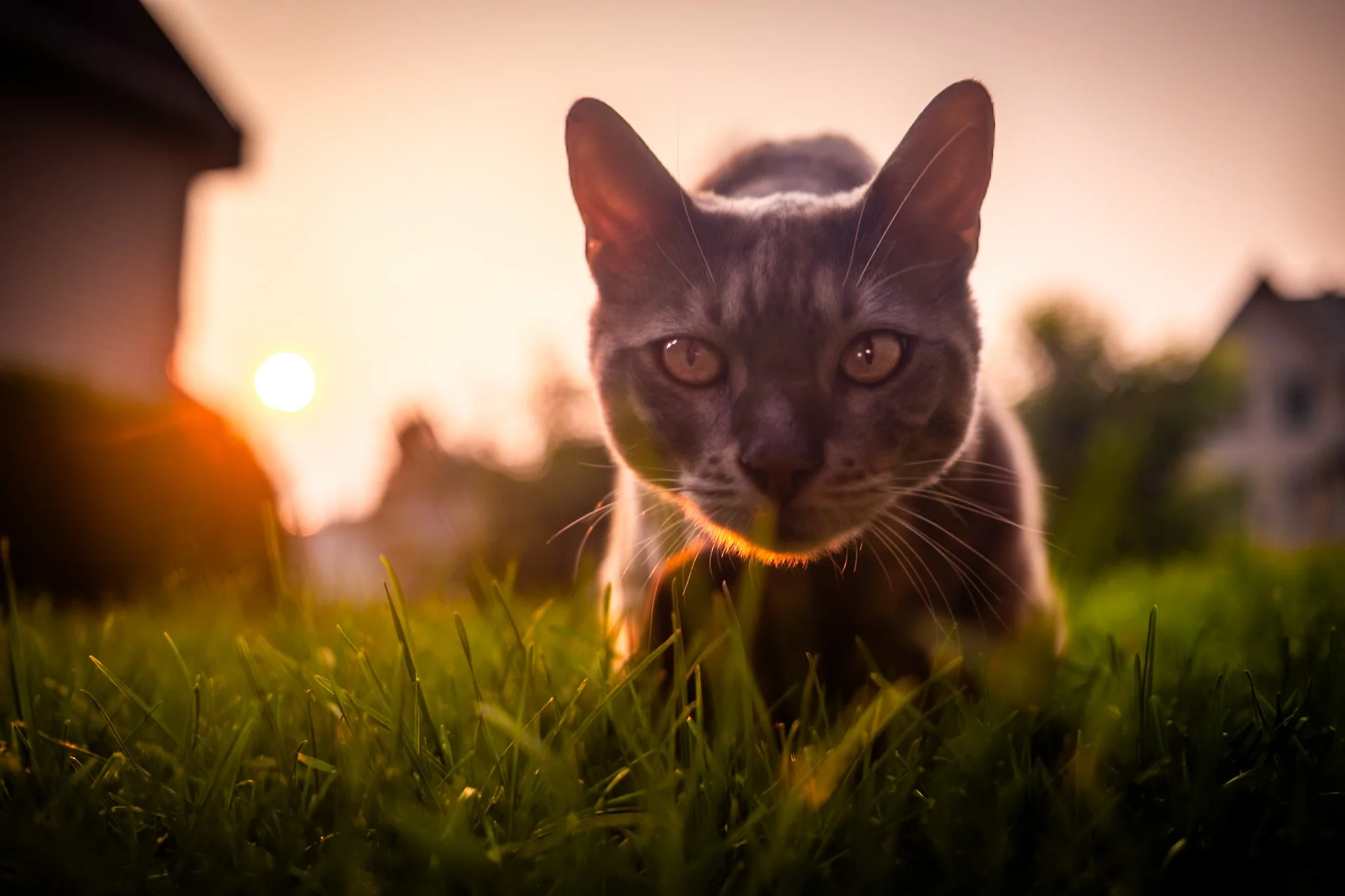 Close-up of a gray cat with yellow eyes outdoors during sunset, with grass in the foreground and houses in the background.