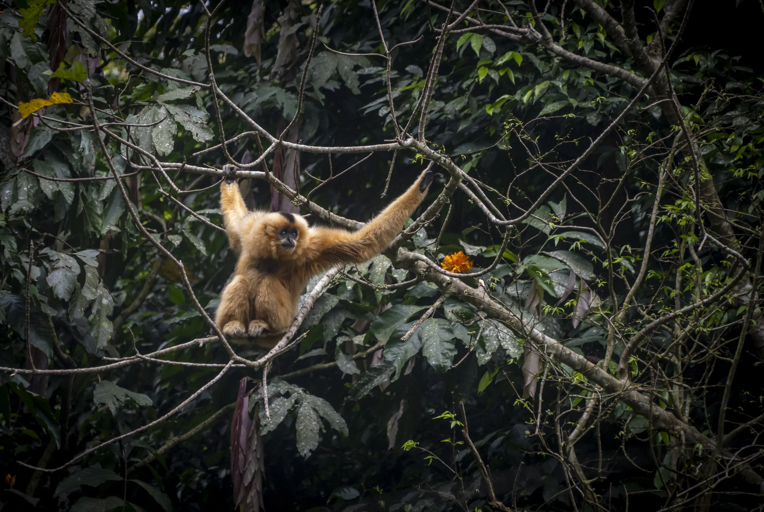 A small beige monkey with black face and hands sits on a tree branch in a dense jungle, reaching upward with both arms. There are green leaves and branches around, with a small orange flower nearby.