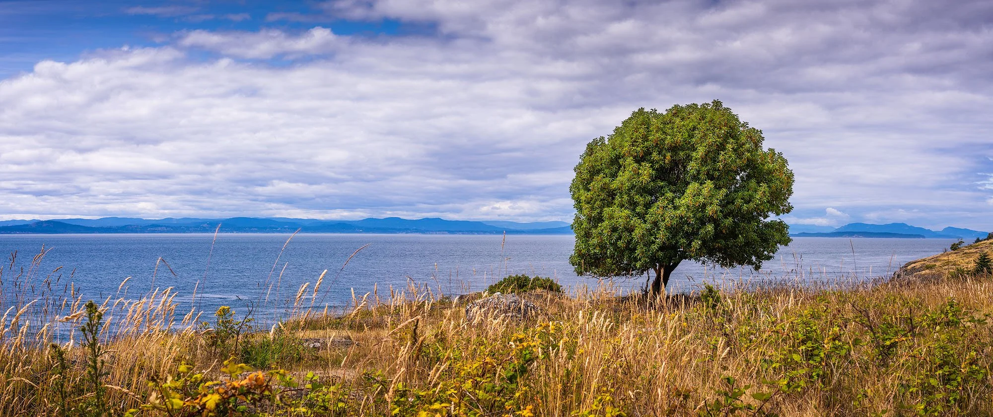 A solitary tree on a grassy hill overlooking a large body of water with mountains in the distance under a cloudy sky.