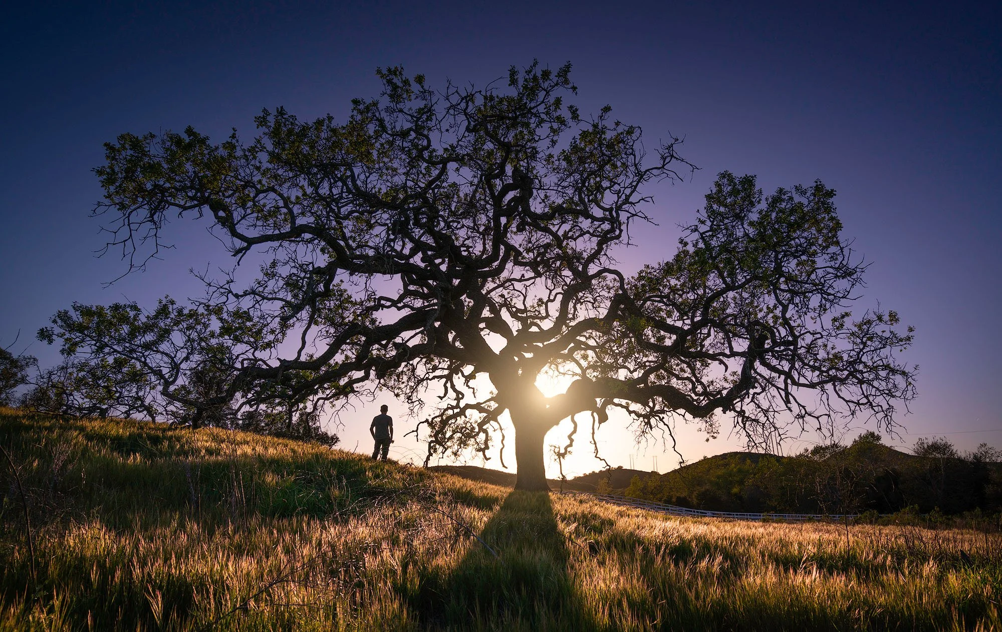 A person standing under a large, leafless tree on a grassy hillside during sunset.