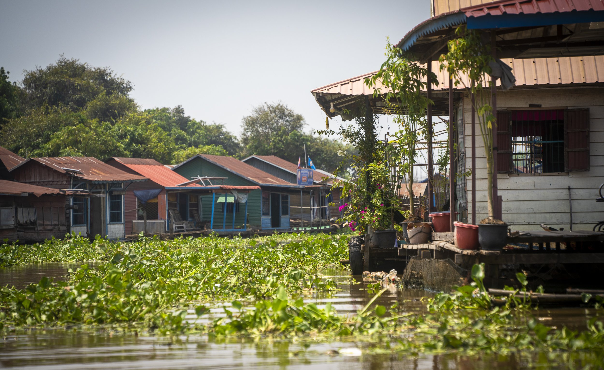 Flooded village with houses on stilts and water hyacinth floating on the water surface, greenery in the background.