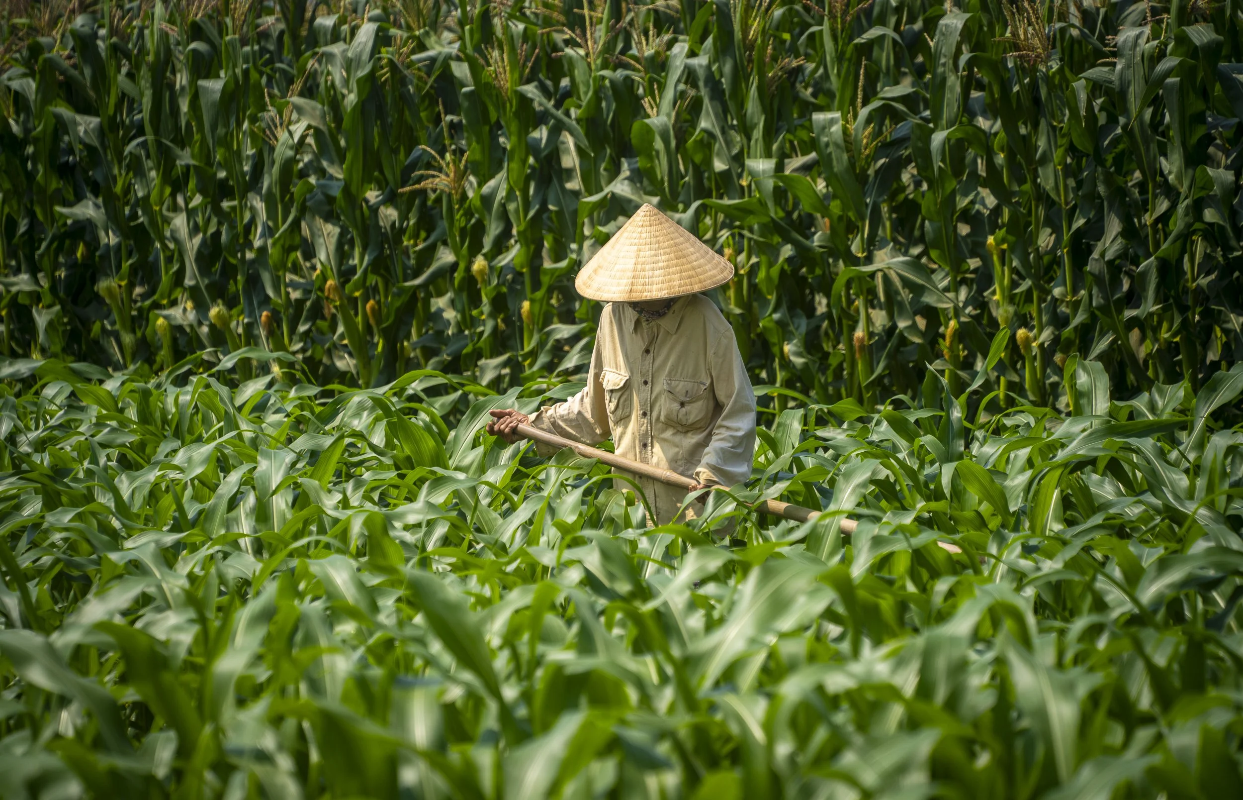 Person wearing a conical hat and beige shirt working in a green cornfield with a hoe.