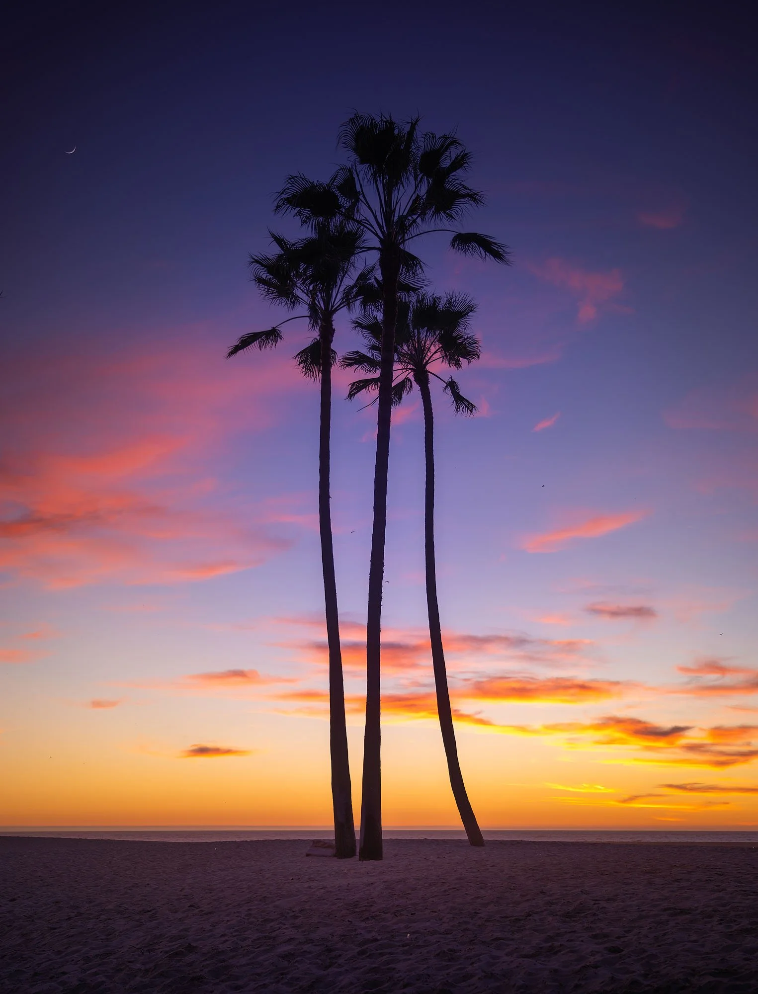 Silhouette of five palm trees on a beach during sunset with a colorful sky and crescent moon