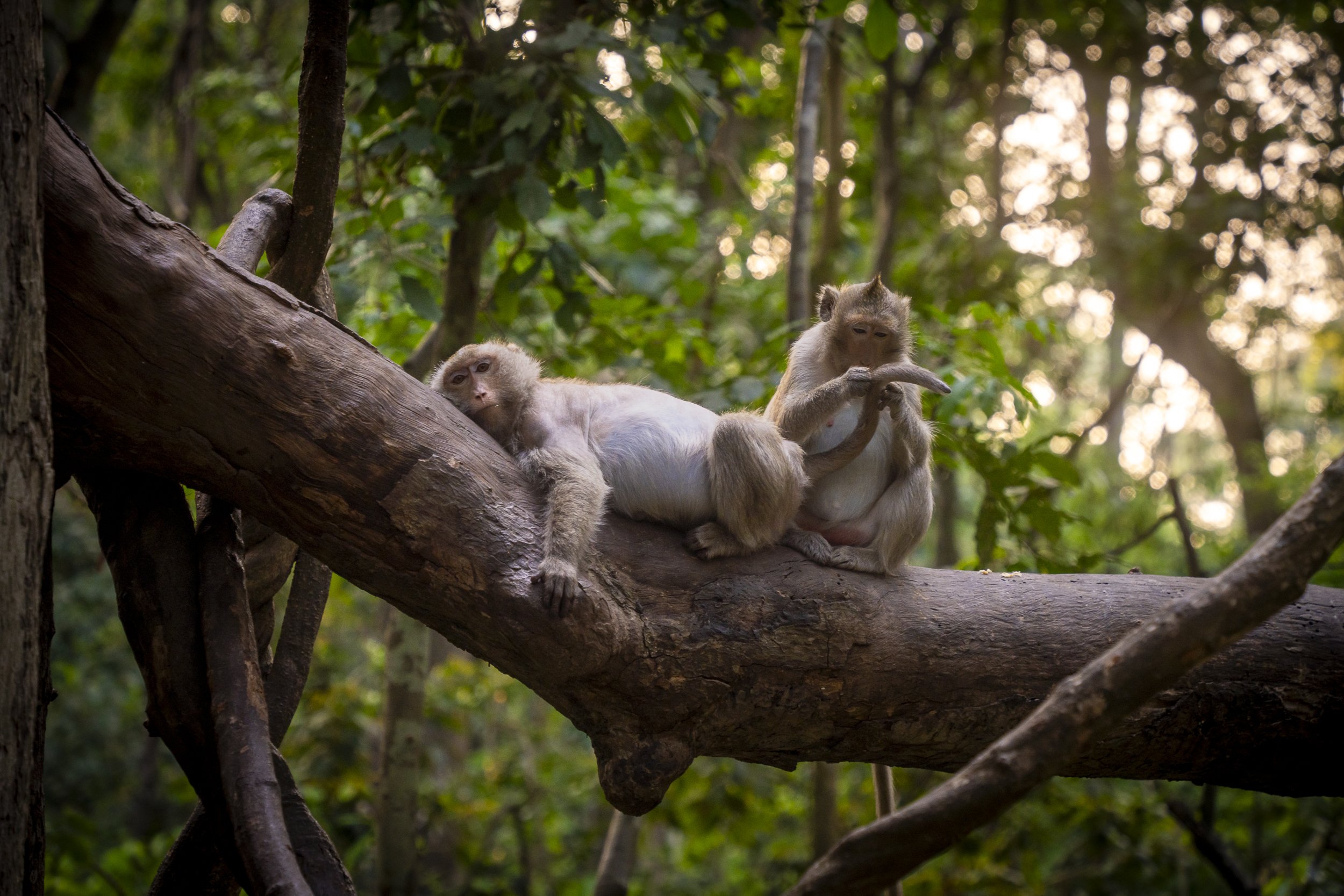 Two monkeys resting on a large tree branch in a forested area with sunlight filtering through the leaves.