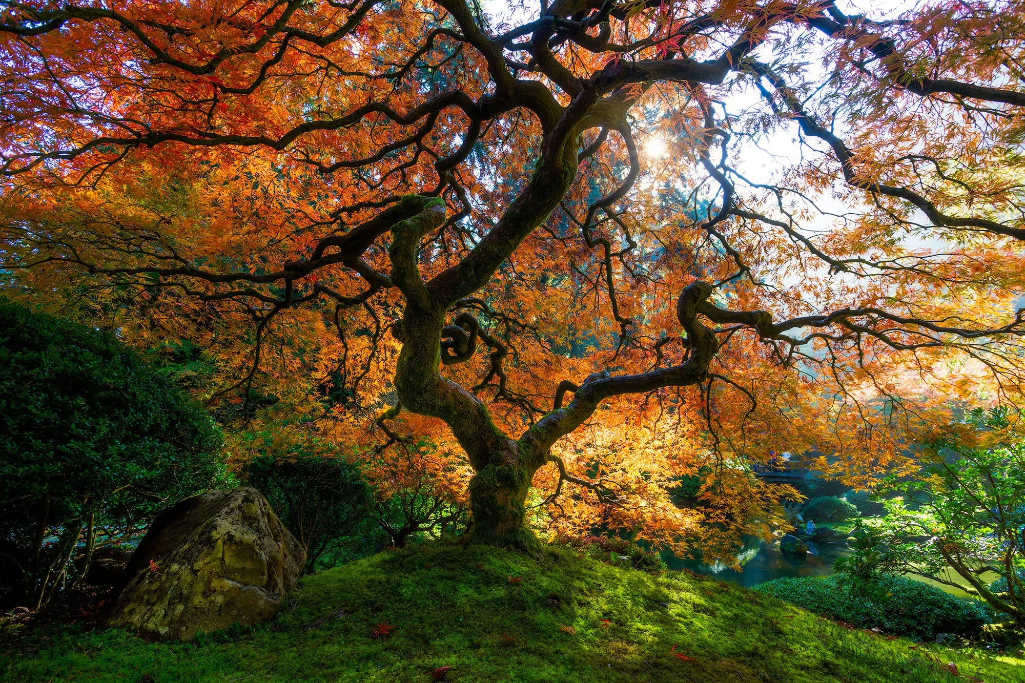 A Japanese maple tree with orange and yellow leaves, illuminated by sunlight, in a lush garden with green moss on the ground and a pond in the background.