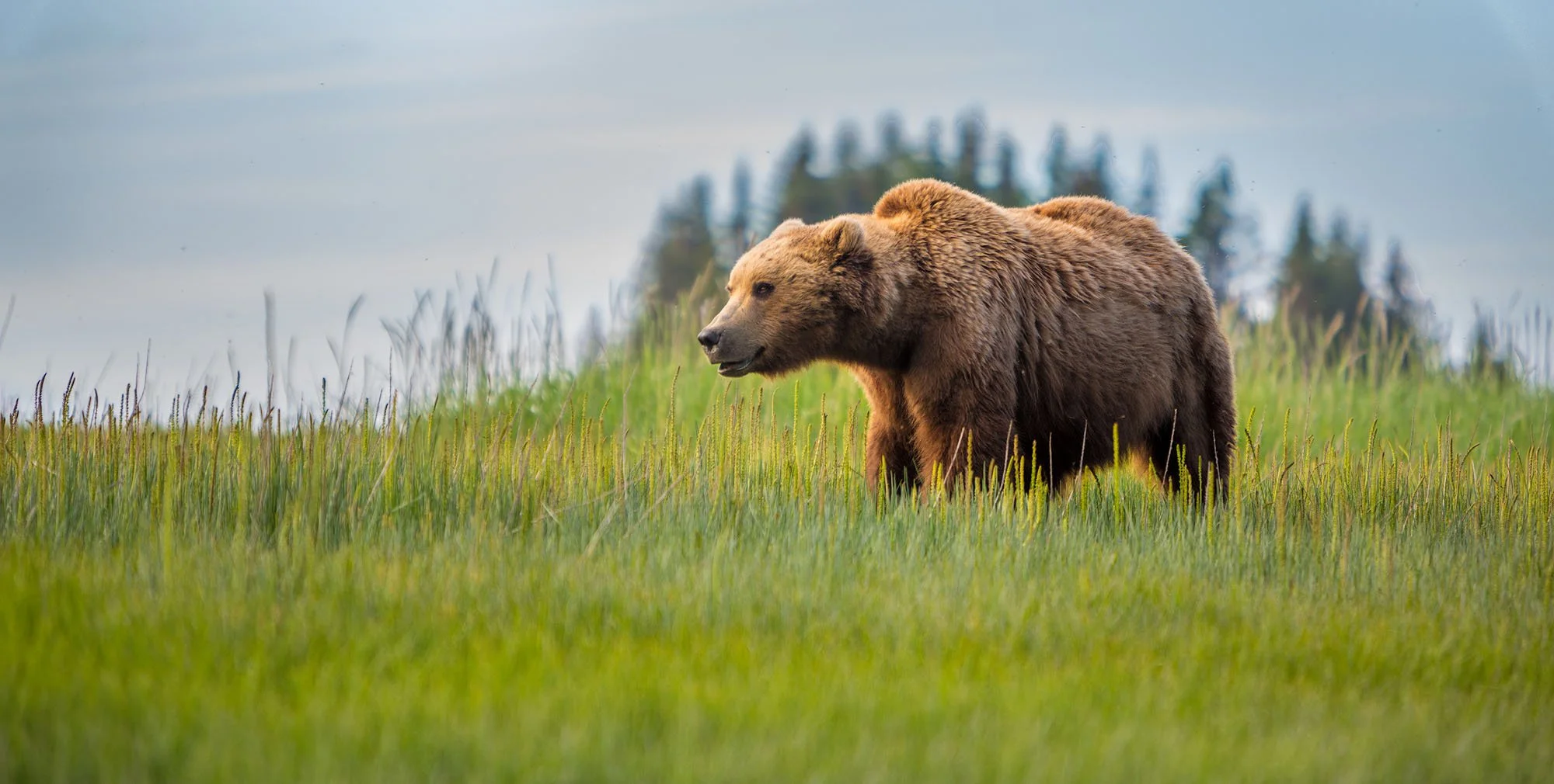 A brown bear standing in a grassy field with green trees and a cloudy sky in the background.