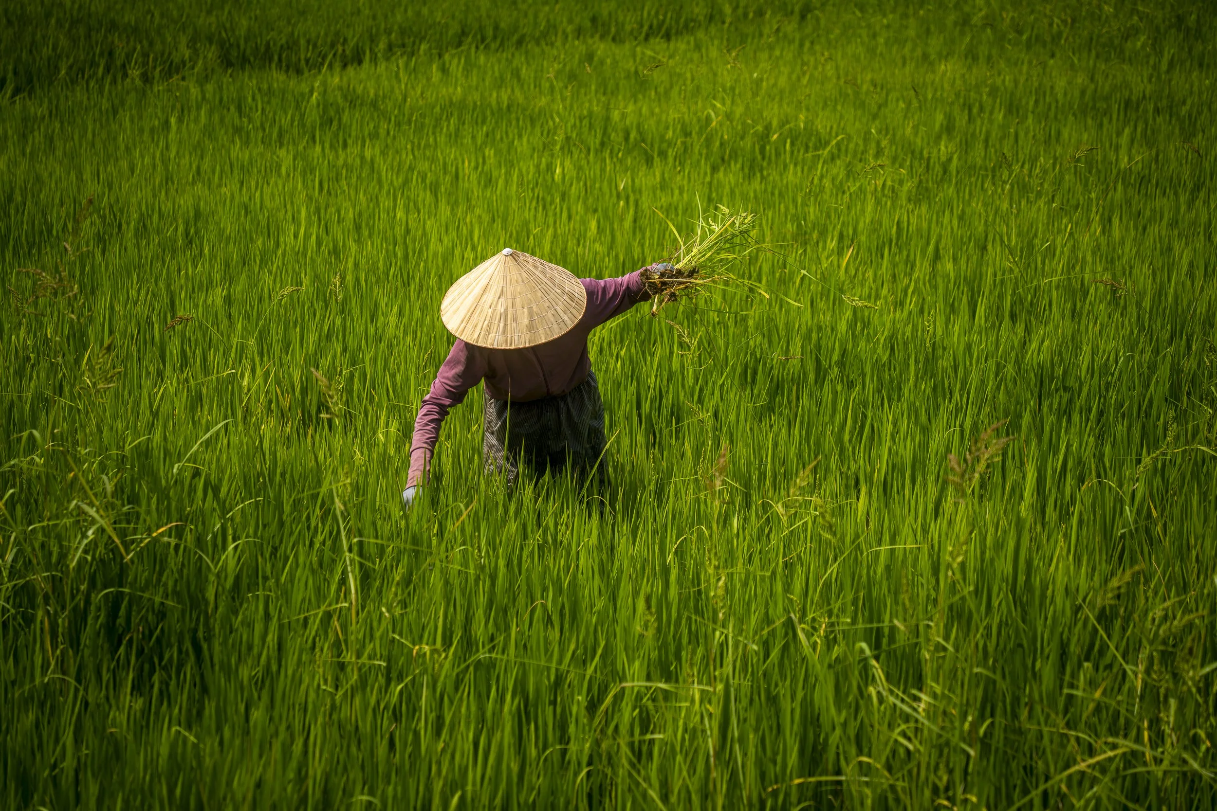 A farmer wearing a traditional conical hat harvesting rice in a green rice field.