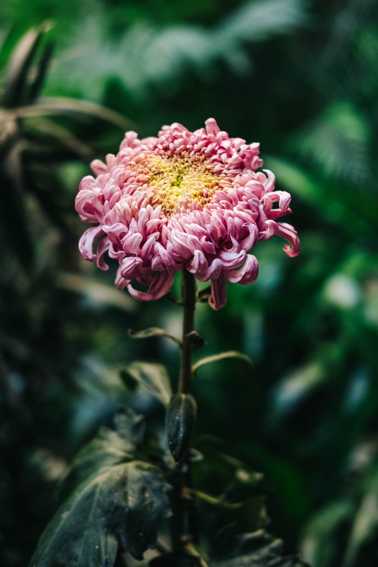 Steward-Isabelle-Gardner-Museum-Flower.jpg