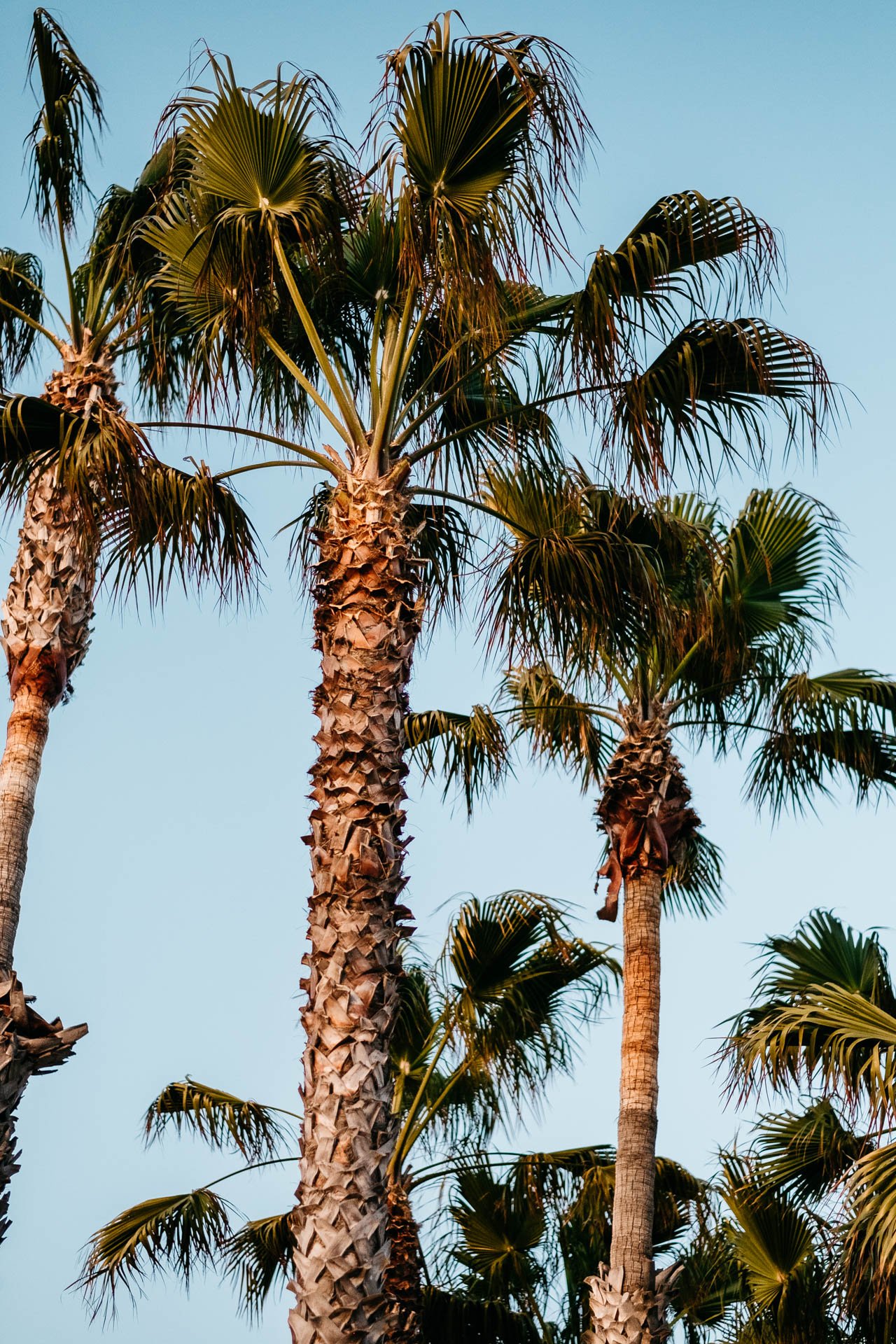 Venice-Beach-Palm-Trees-at-Sunset.jpg