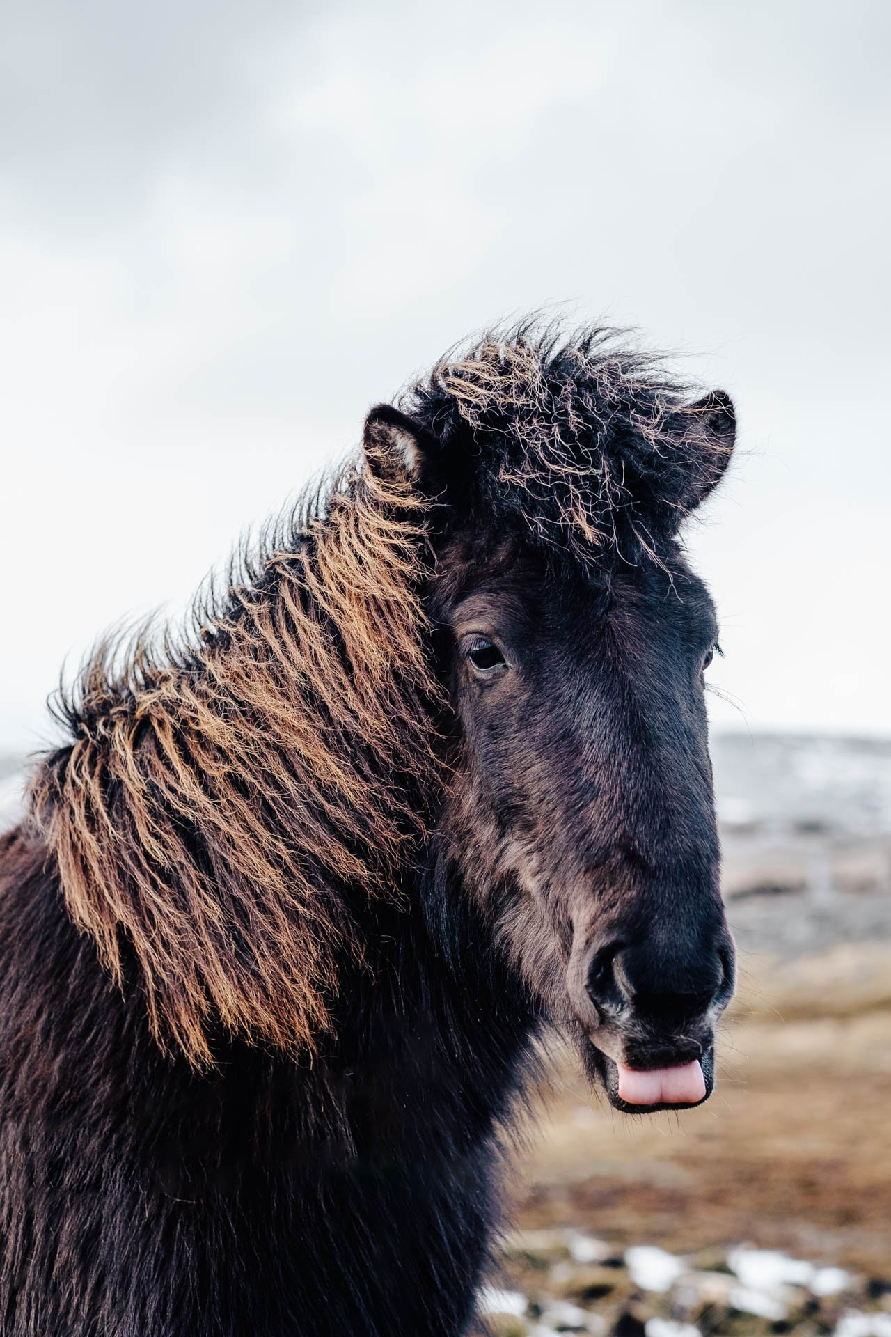 Iceland-Trip-Day-1-Horse-Portrait.jpg