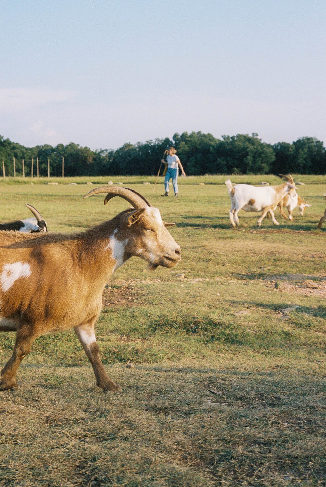Goats-at-Jester-King-Brewing-in-Texas-on-Film-2.jpg