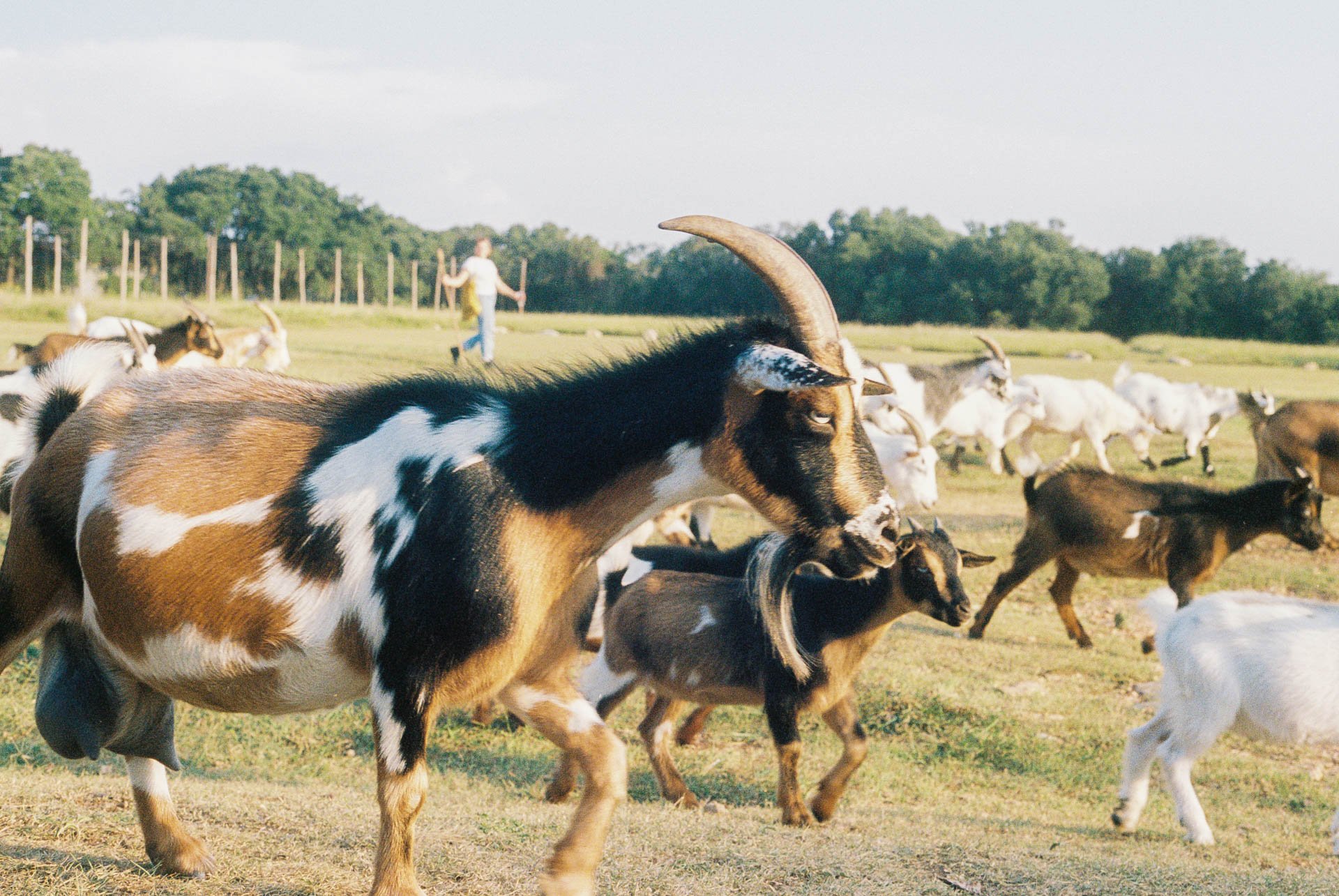 Goats-at-Jester-King-Brewing-in-Texas-on-Film.jpg